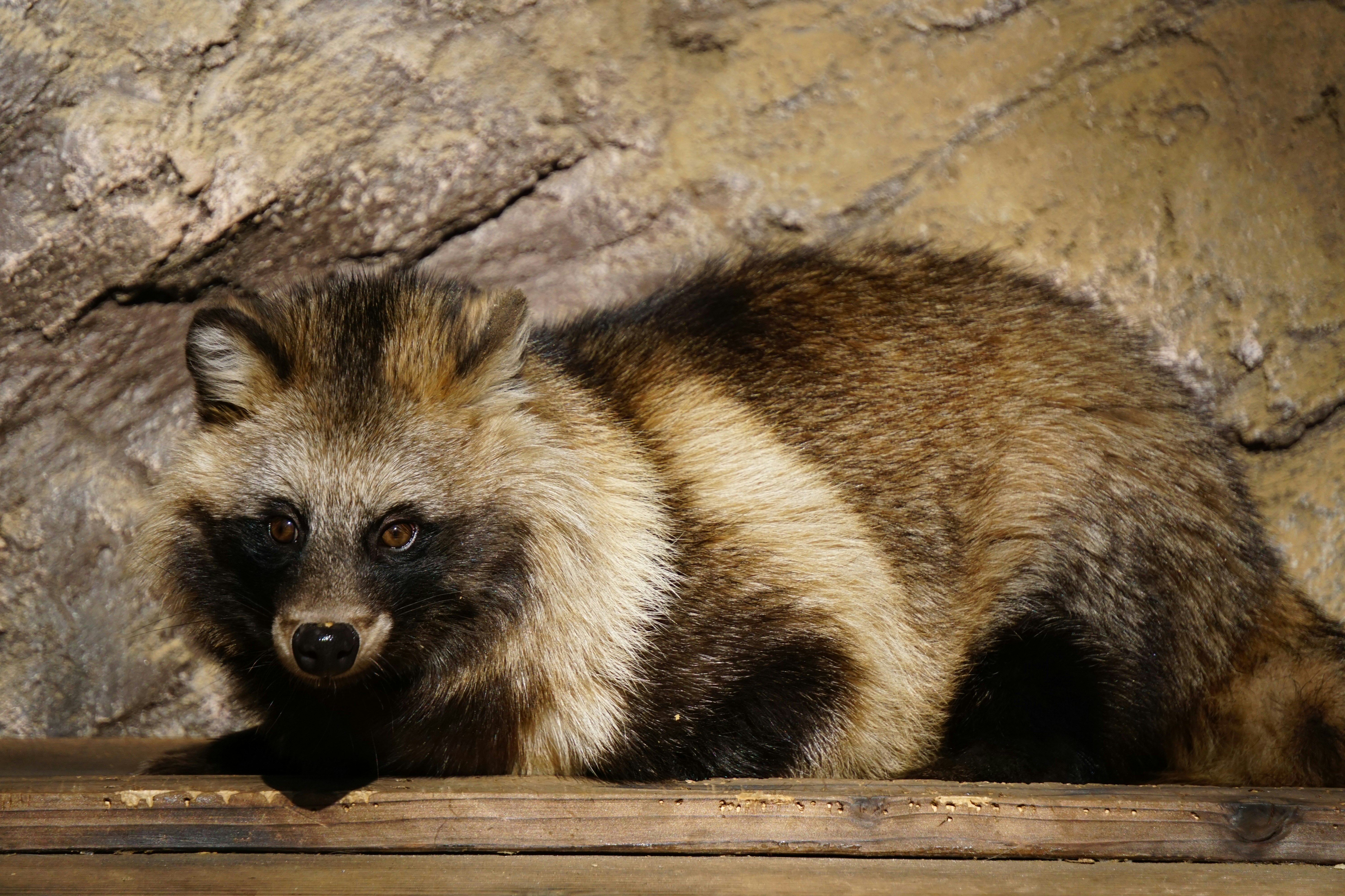 wild raccoon-like animal lying on a rock