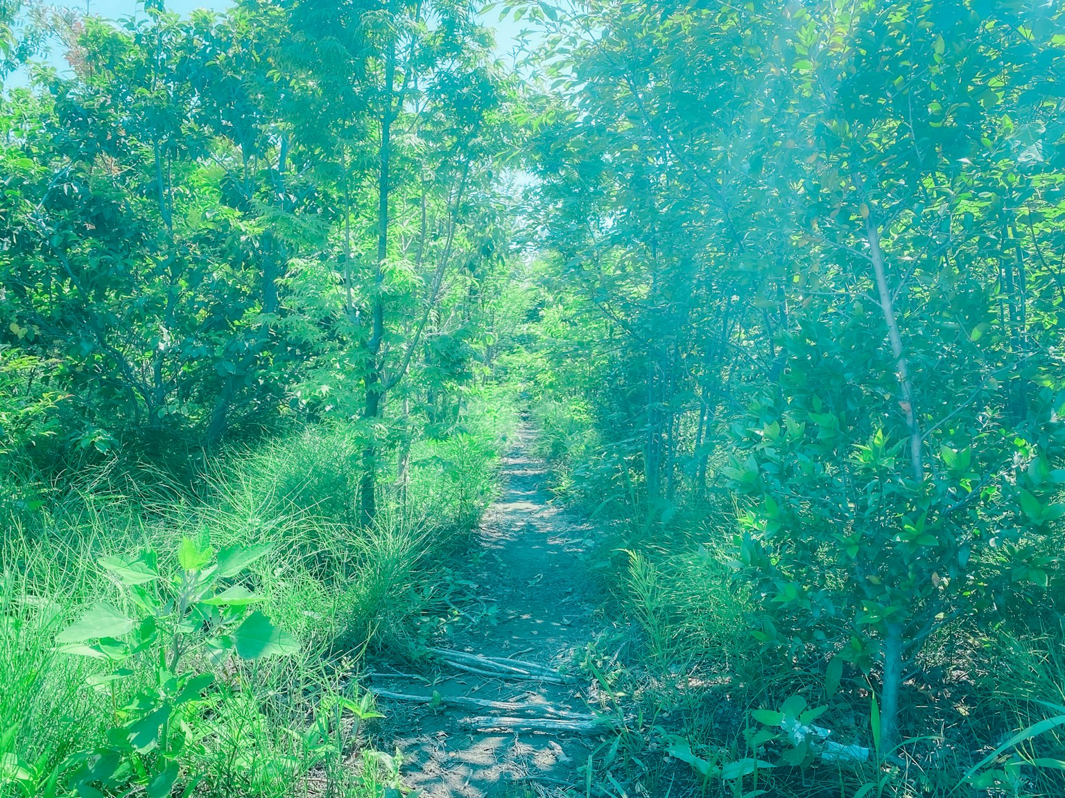 A lush green pathway surrounded by trees and plants