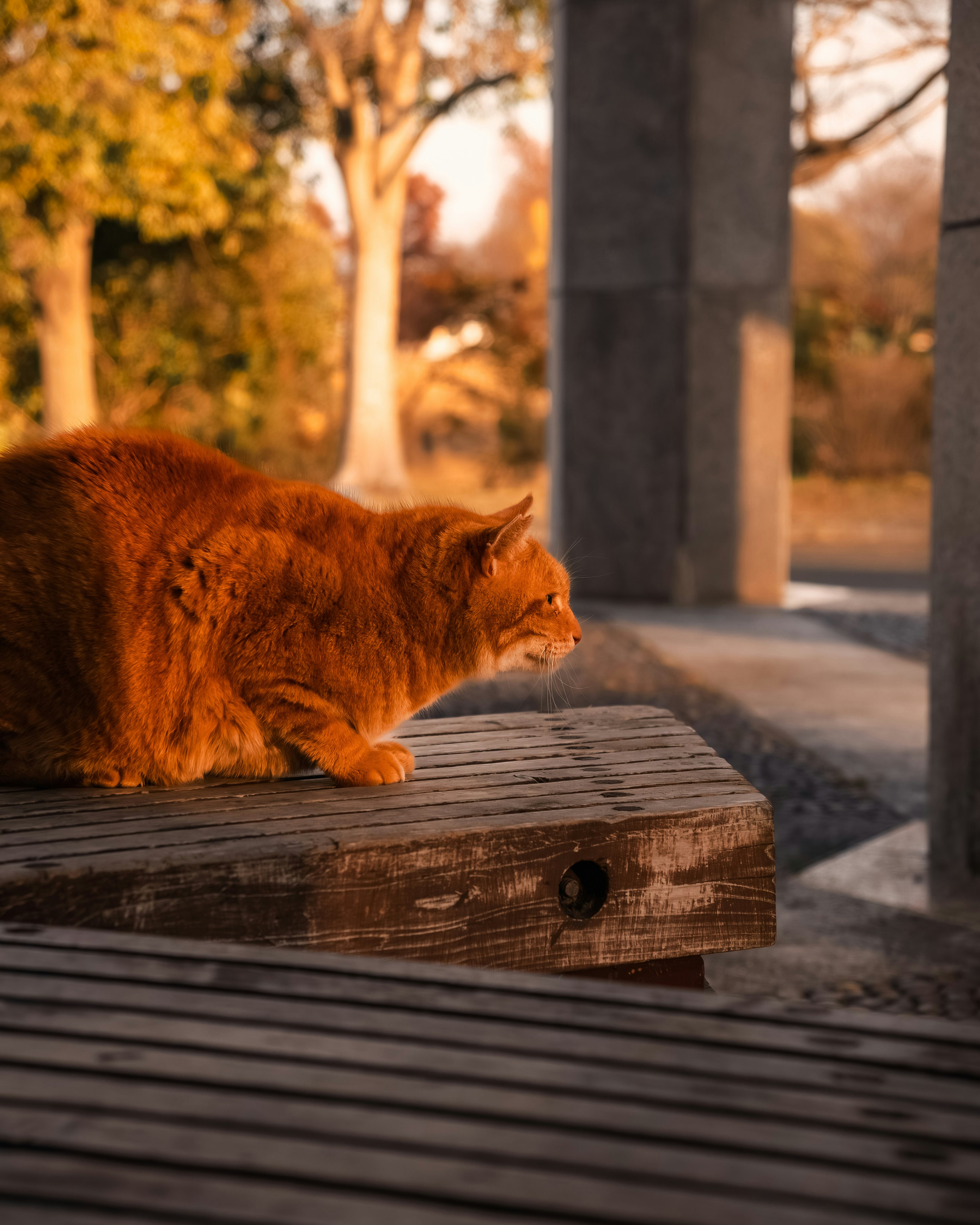 夕暮れの公園ベンチでくつろぐオレンジ色の猫