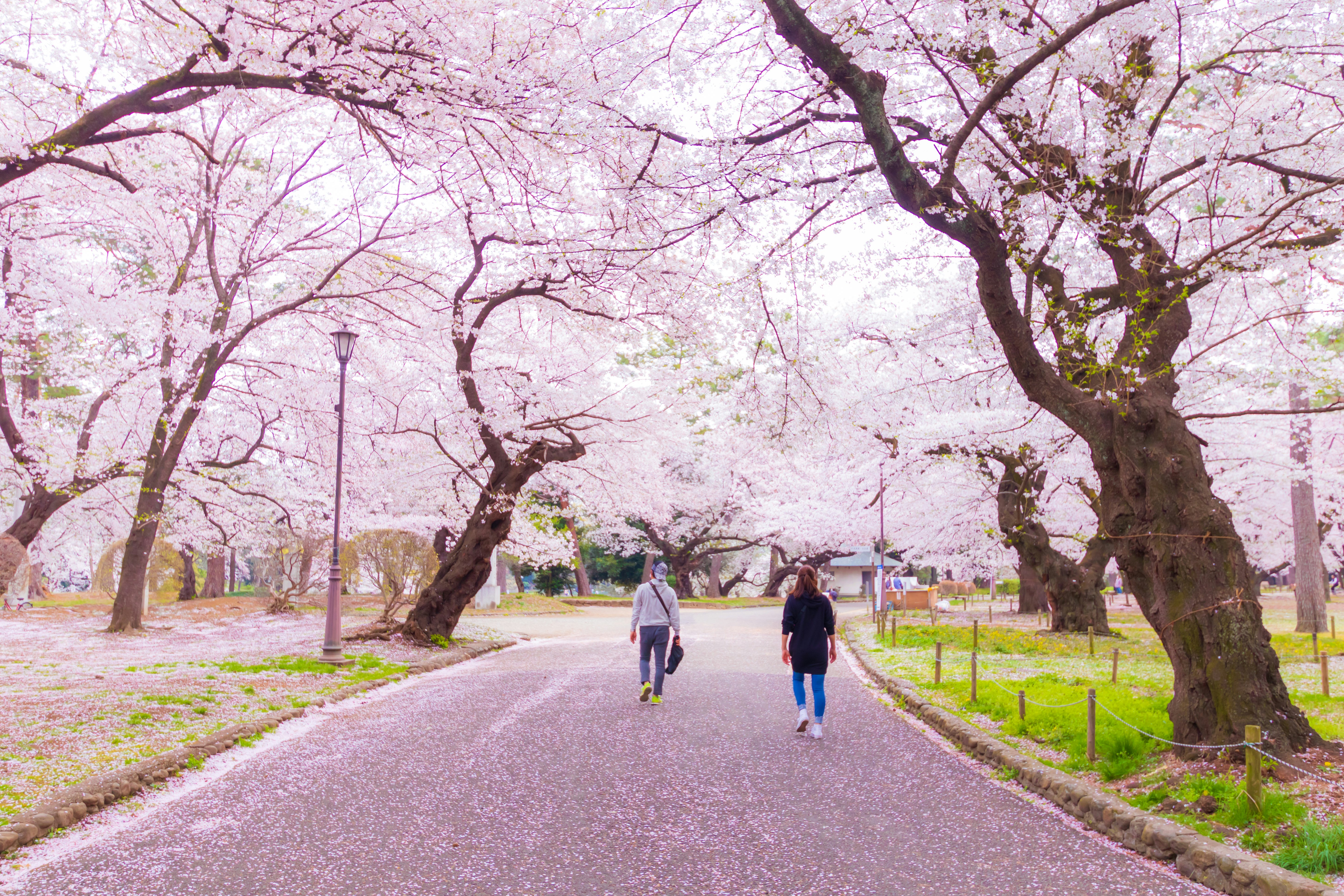 spring park path lined with cherry blossoms with people walking