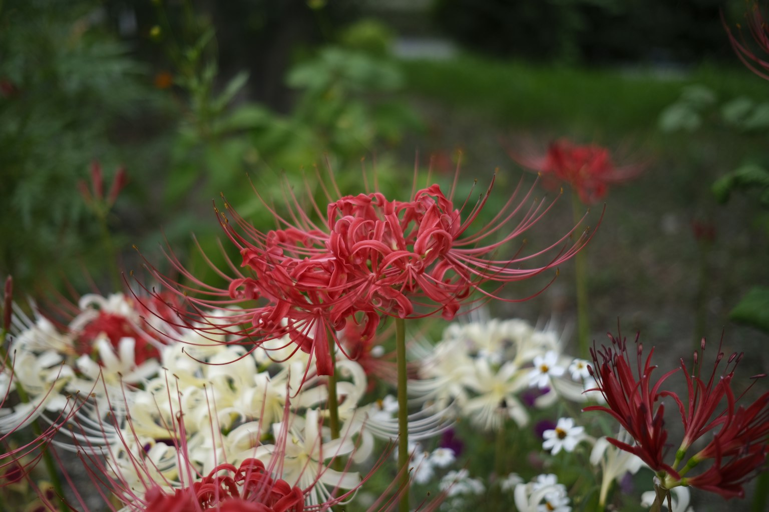 一个花园场景，红色蜘蛛百合和白色花朵