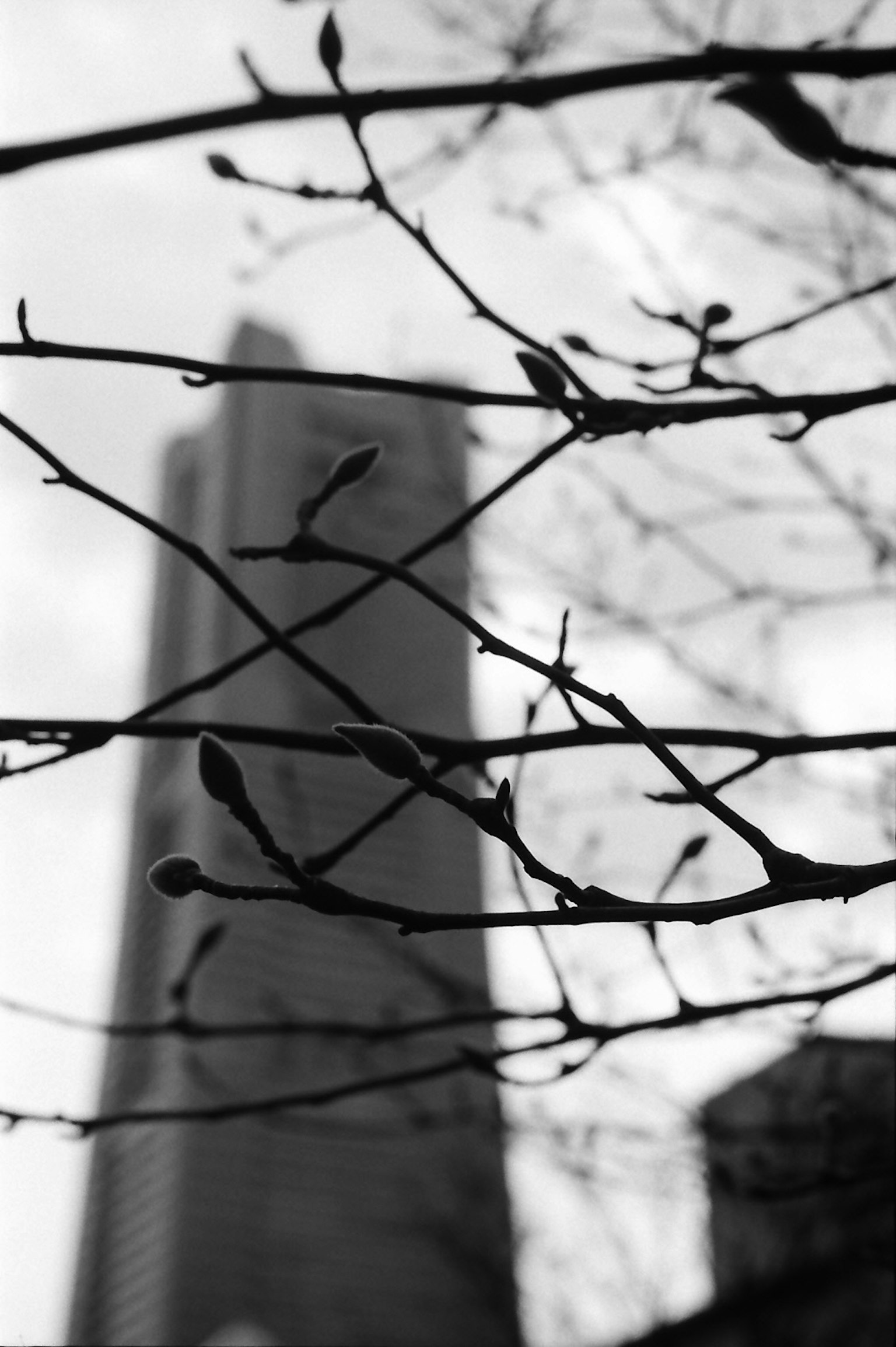 Ramas y brotes en blanco y negro con una silueta de ciudad de fondo