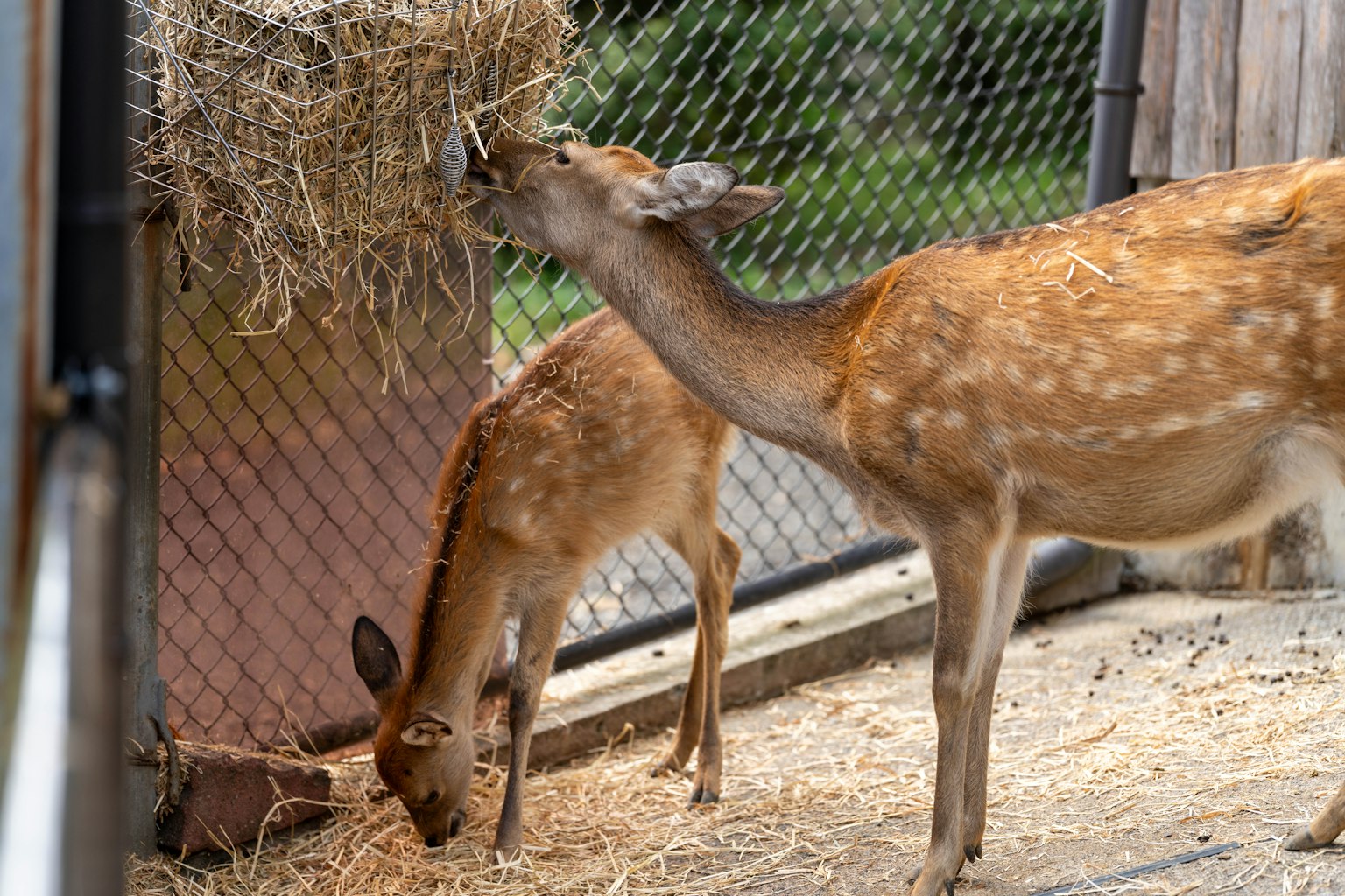 Deux cerfs se nourrissant de foin un jeune cerf et un cerf adulte sont visibles
