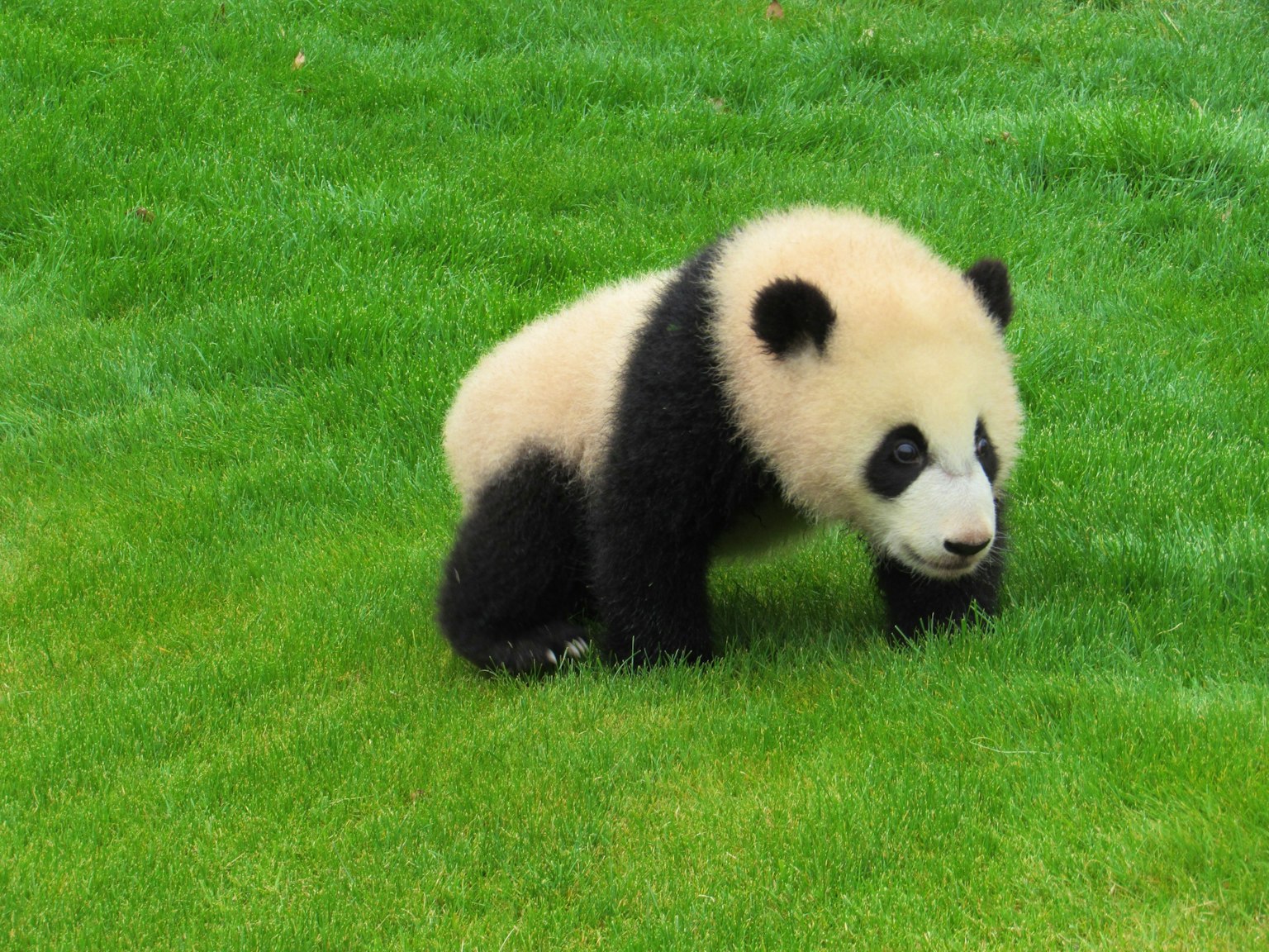 Anak panda yang bermain di rumput hijau