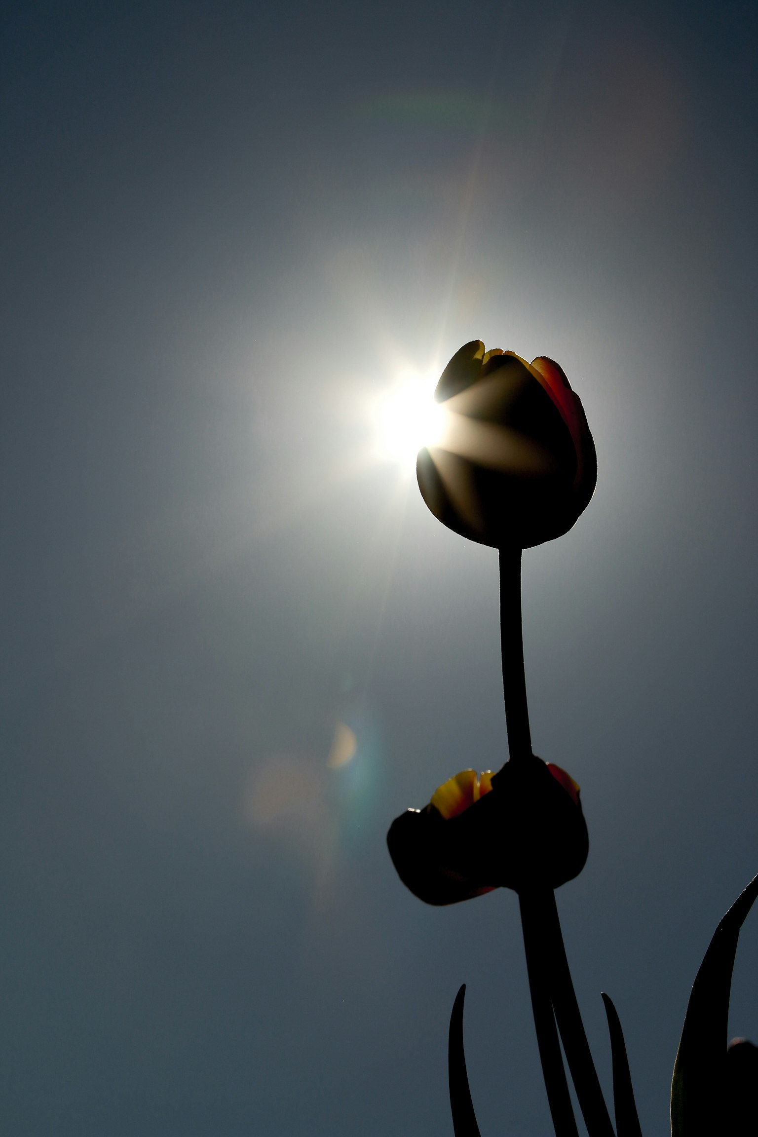 Silhouette of tulips against the sunlight