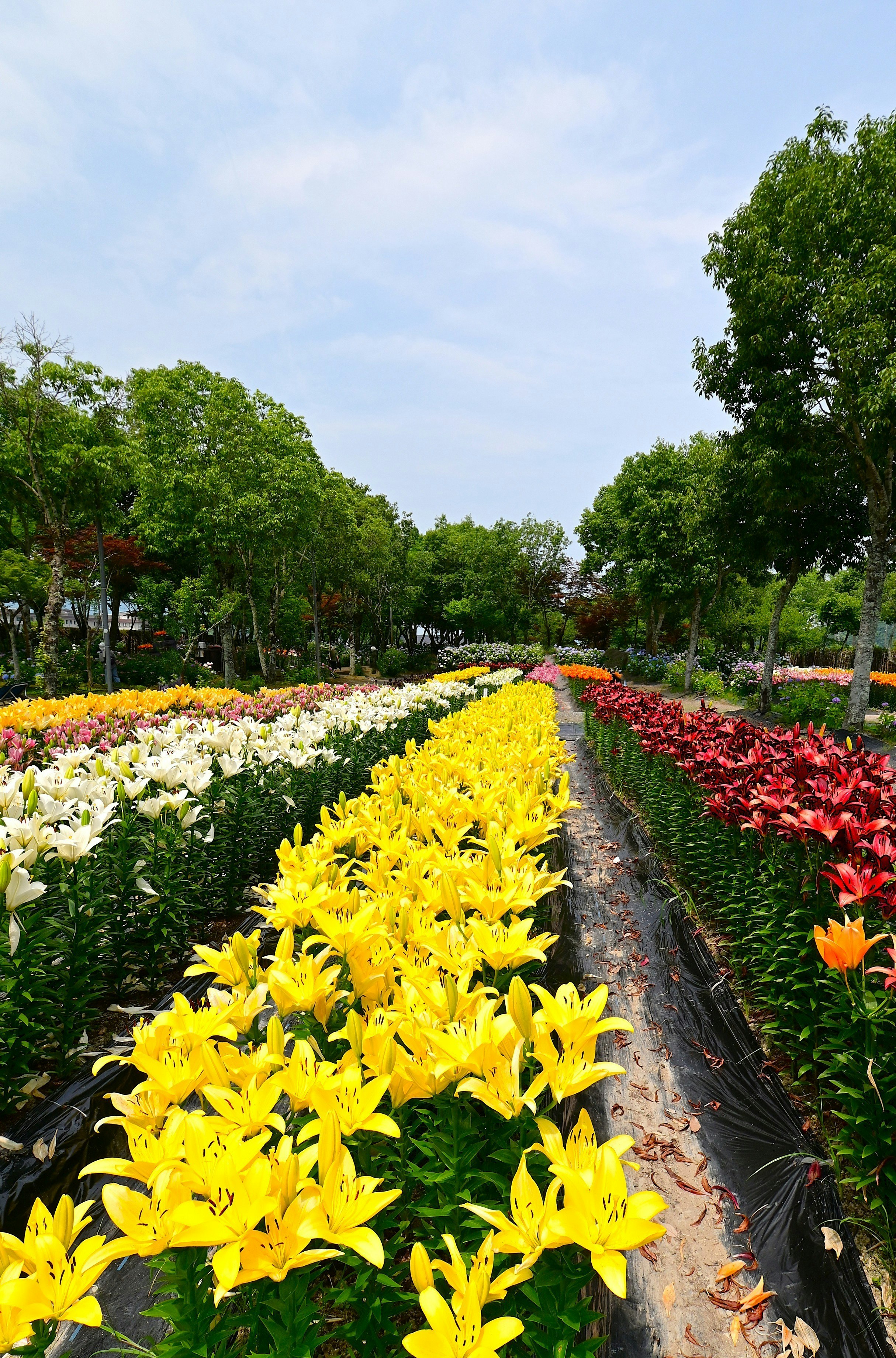 花壇の小道に咲く色とりどりの花