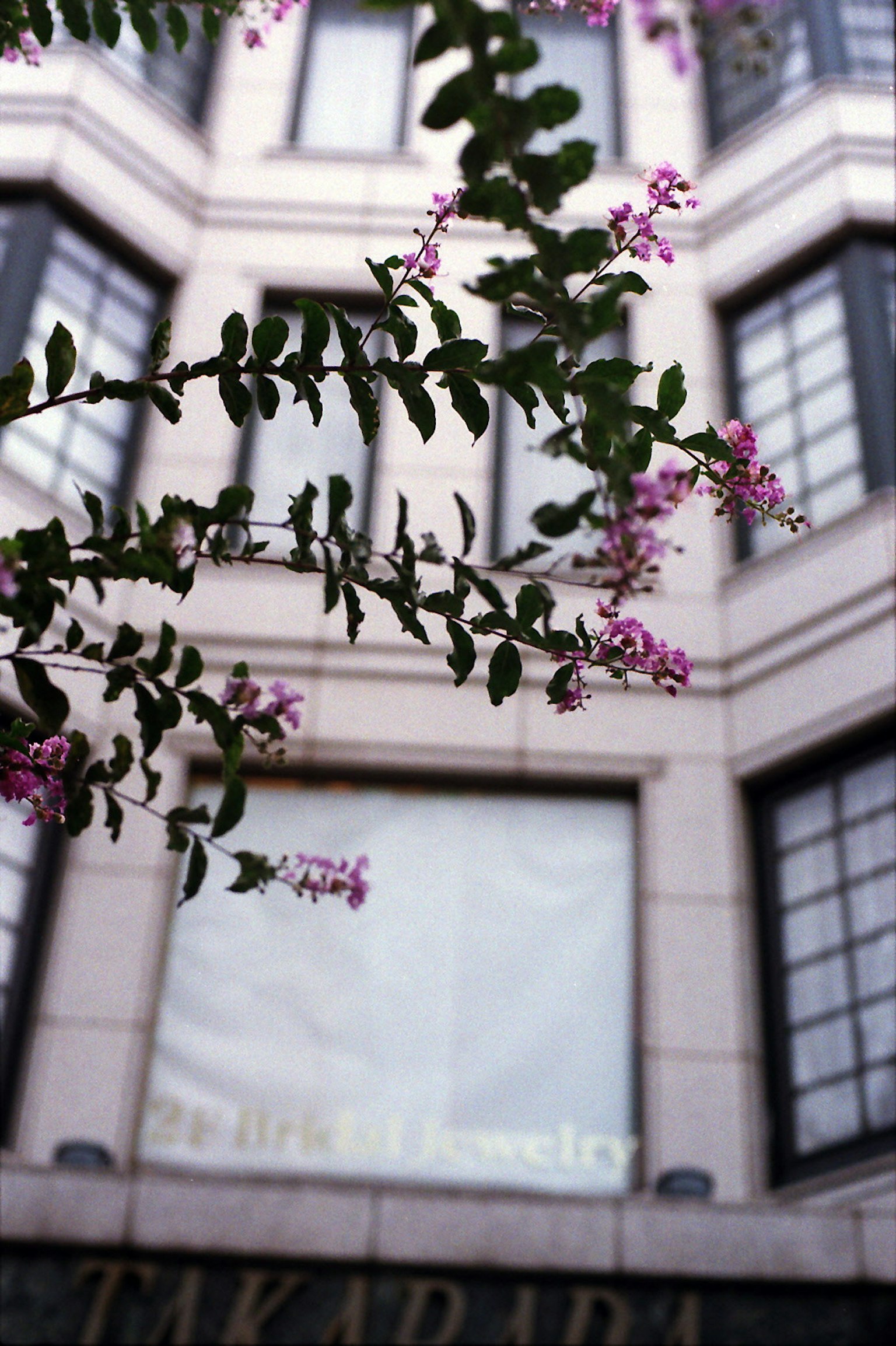 Façade de bâtiment avec des branches fleuries