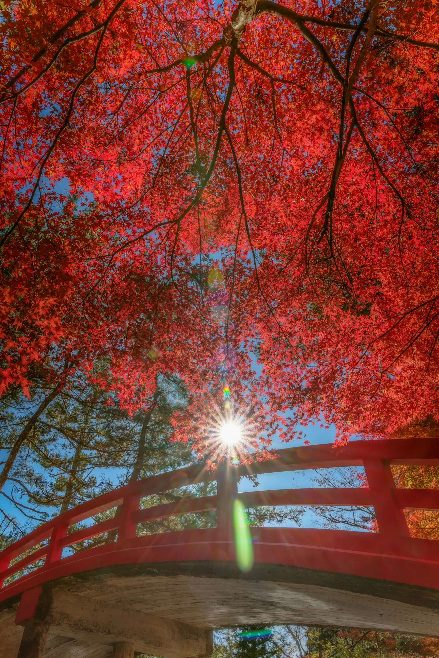 赤い葉に囲まれた赤い橋と青い空の下に輝く太陽