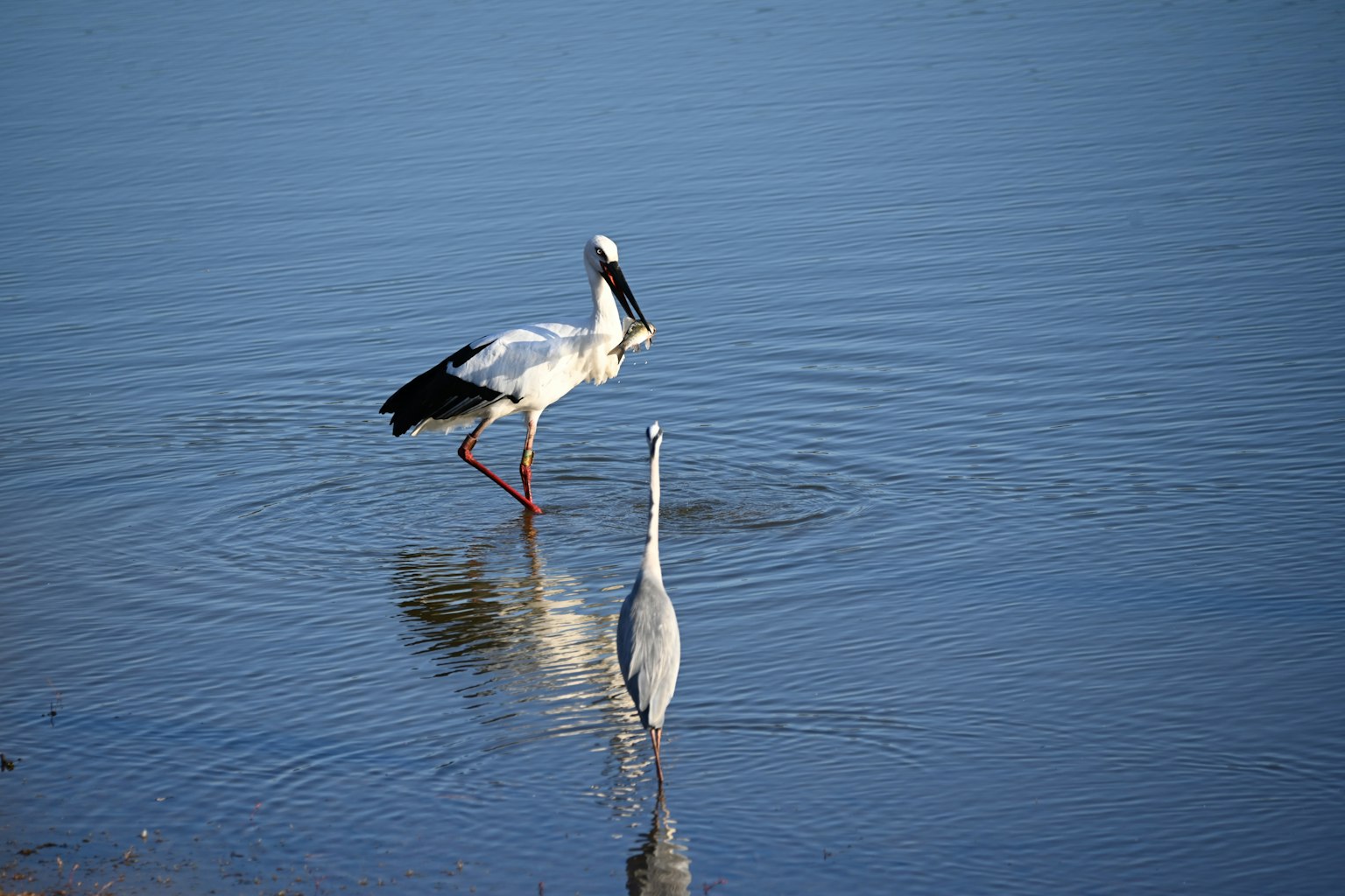 Dos aves de pie sobre la superficie del agua un ave blanca y un ave gris son visibles