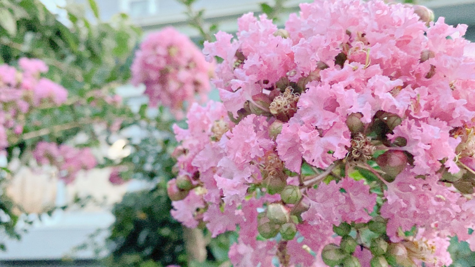 Primo piano di un albero fiorito di rosa vivace