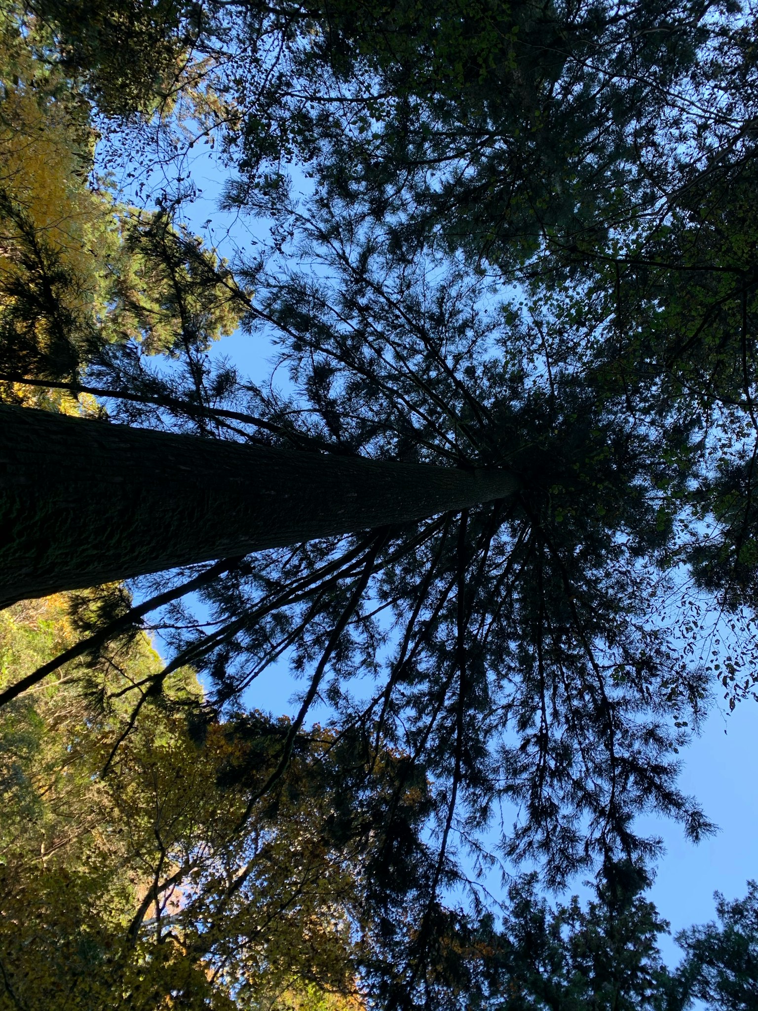 Batang pohon tinggi dan siluet daun di latar belakang langit biru