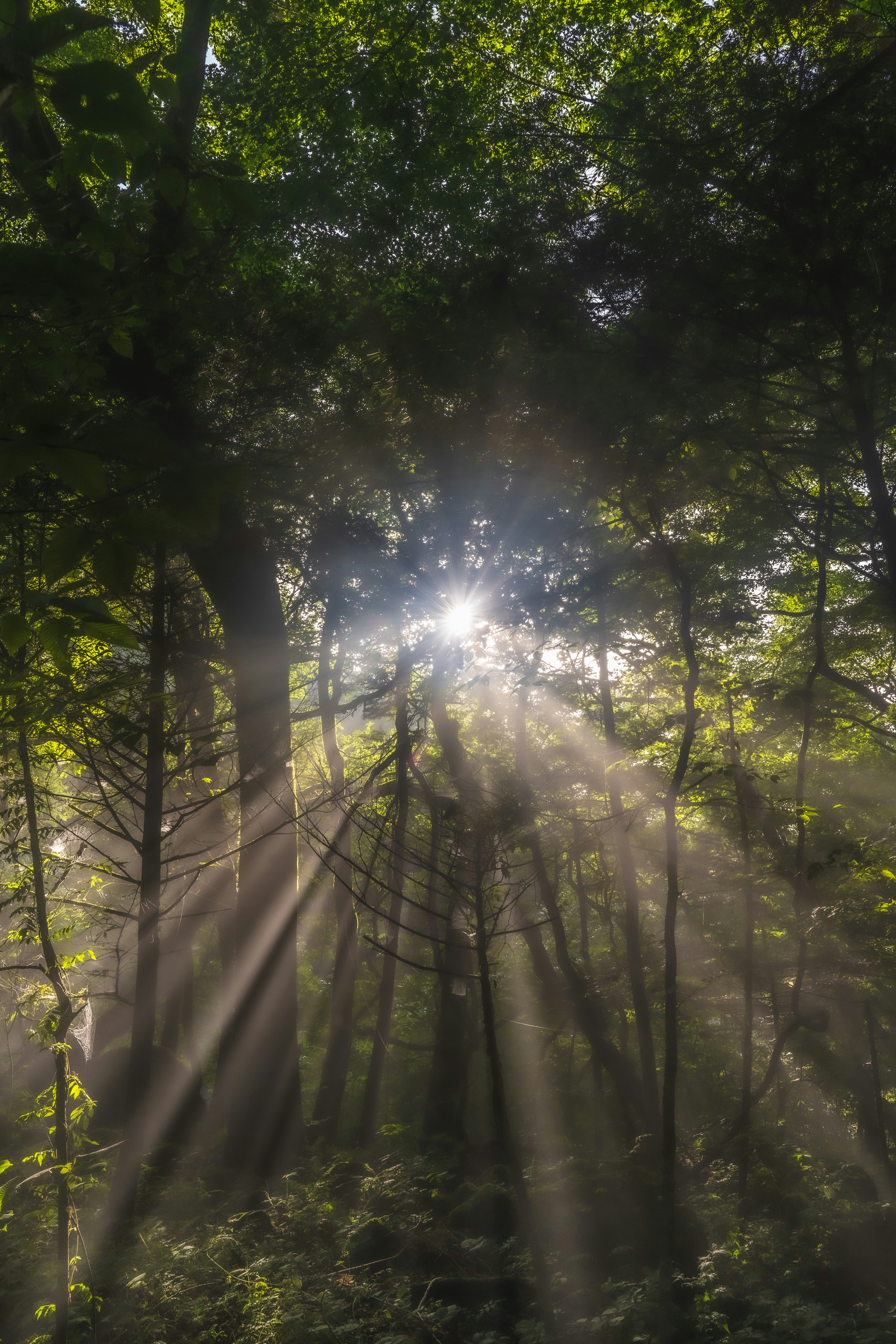 木々の間から差し込む光の森の風景