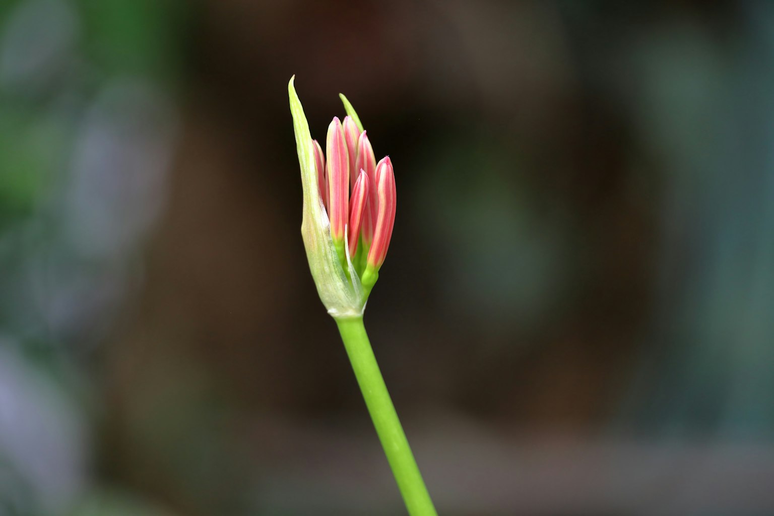 Brote de flor rosa en un tallo verde con fondo borroso