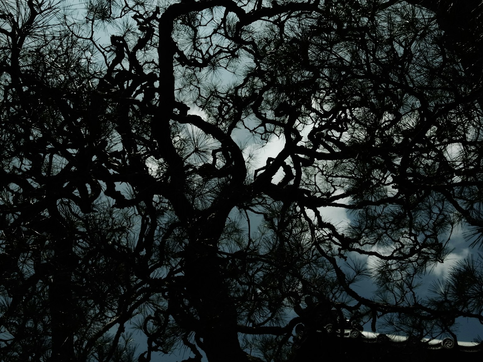 Silhouette di rami d'albero contorti contro un cielo scuro