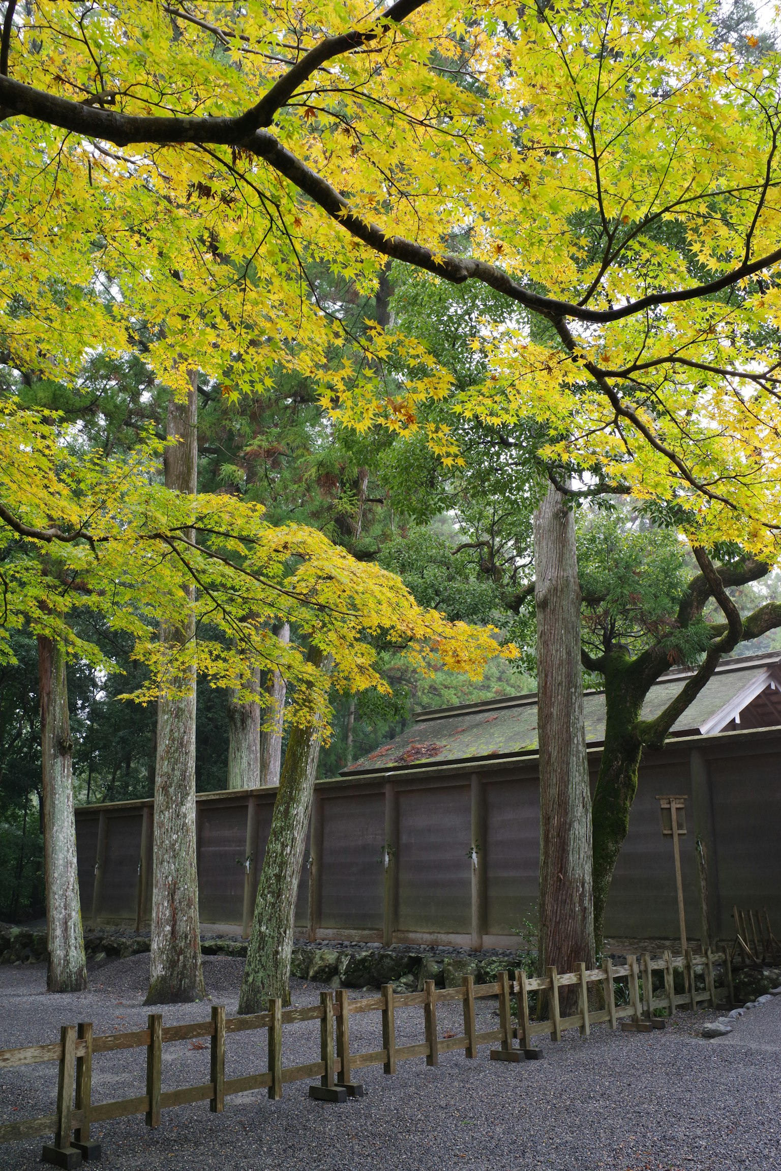Une scène tranquille avec des arbres aux feuilles jaunes et un vieux bâtiment en bois