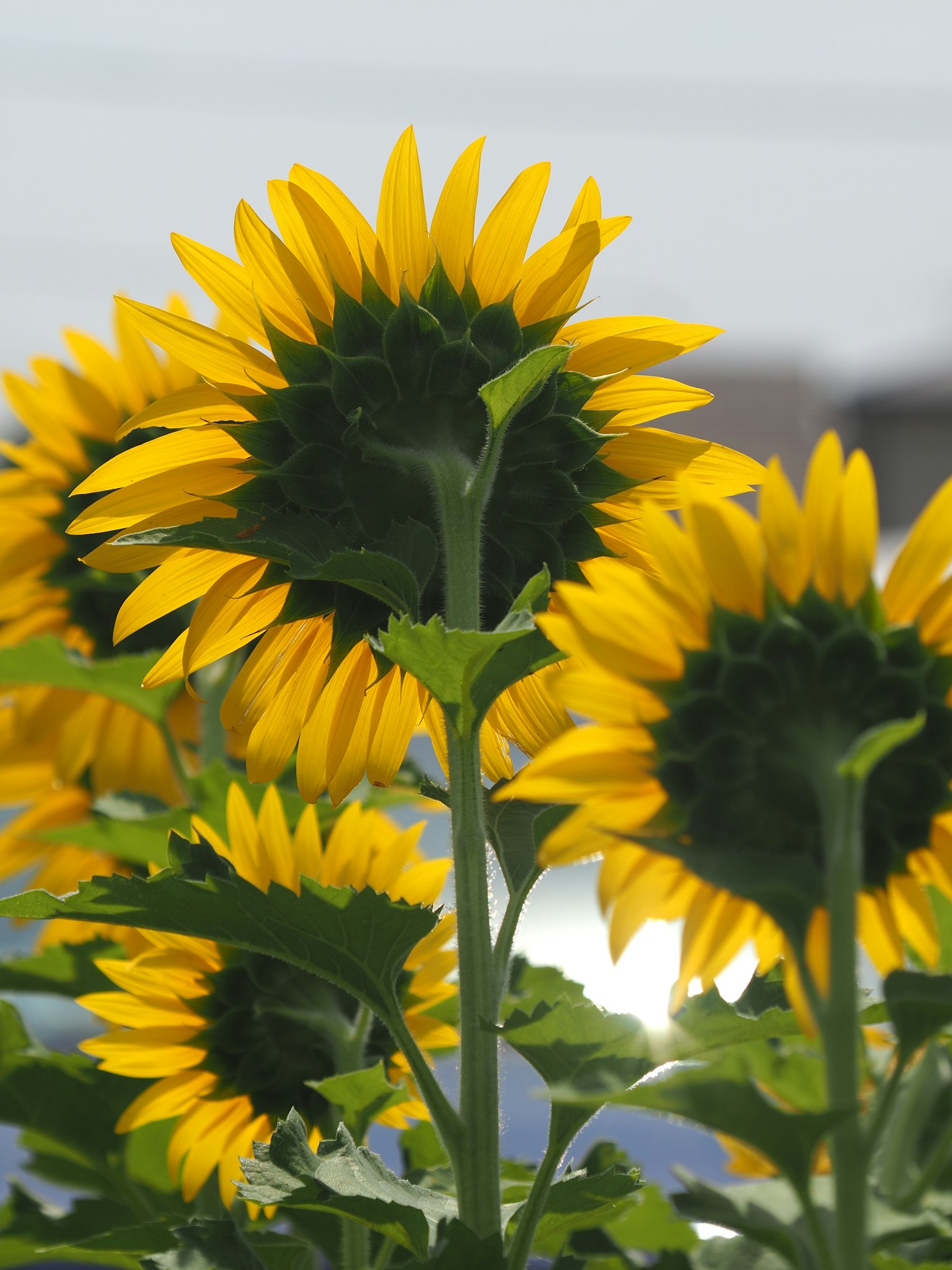 Tournesols en fleurs avec des pétales jaunes vifs sur un fond flou