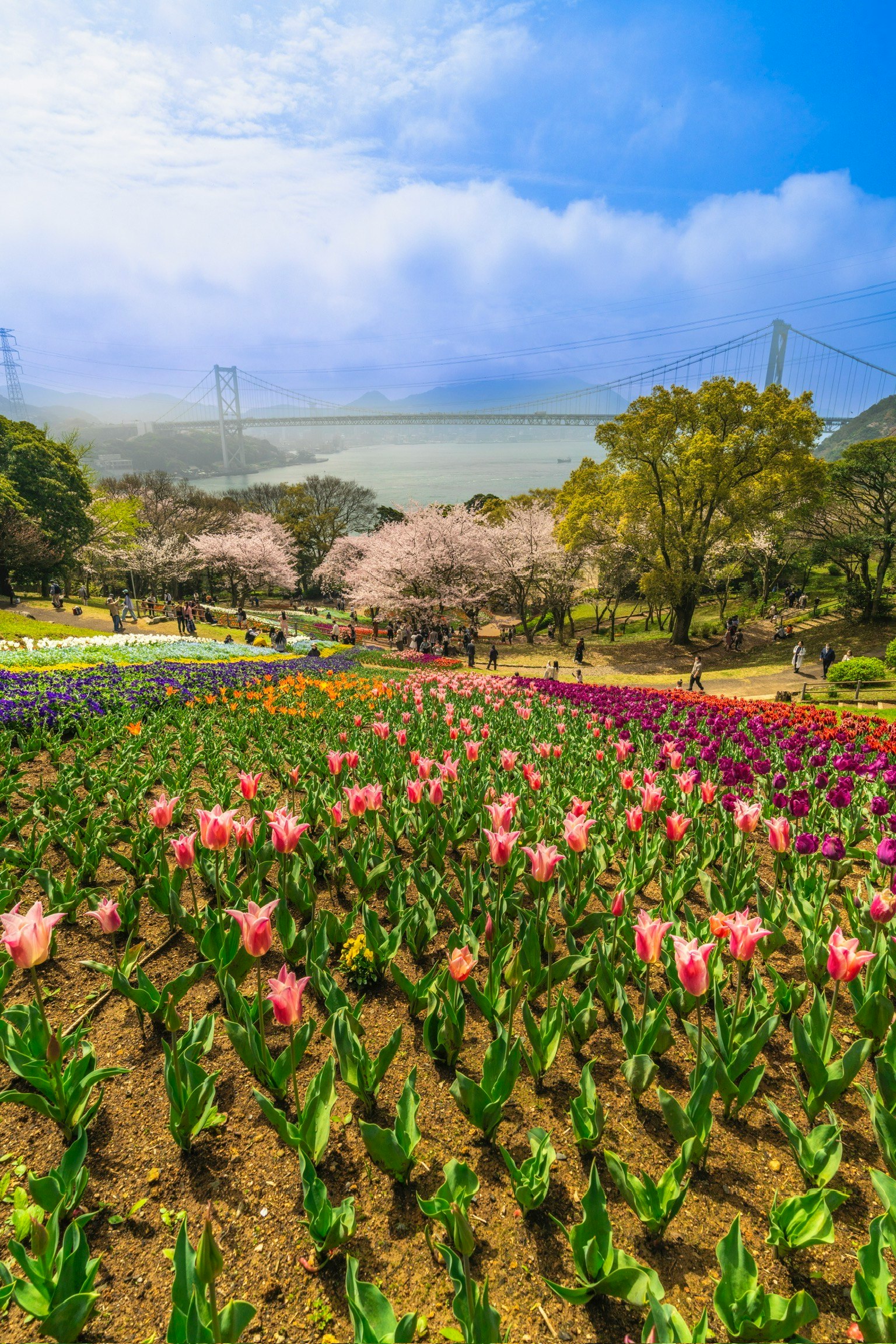 Cánh đồng hoa rực rỡ với những bông tulip nở dưới bầu trời xanh