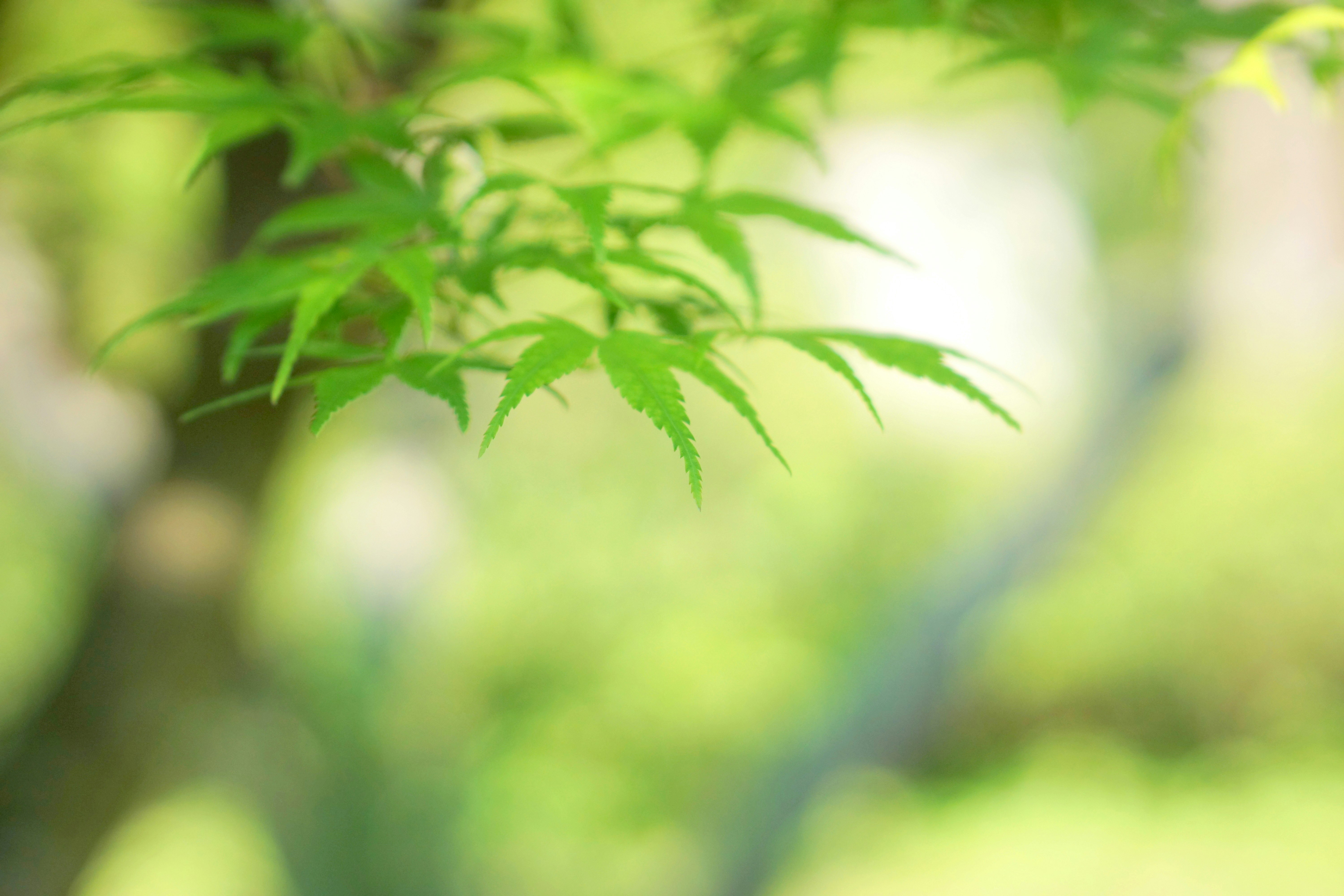緑の葉のボケ背景に伸びる若葉