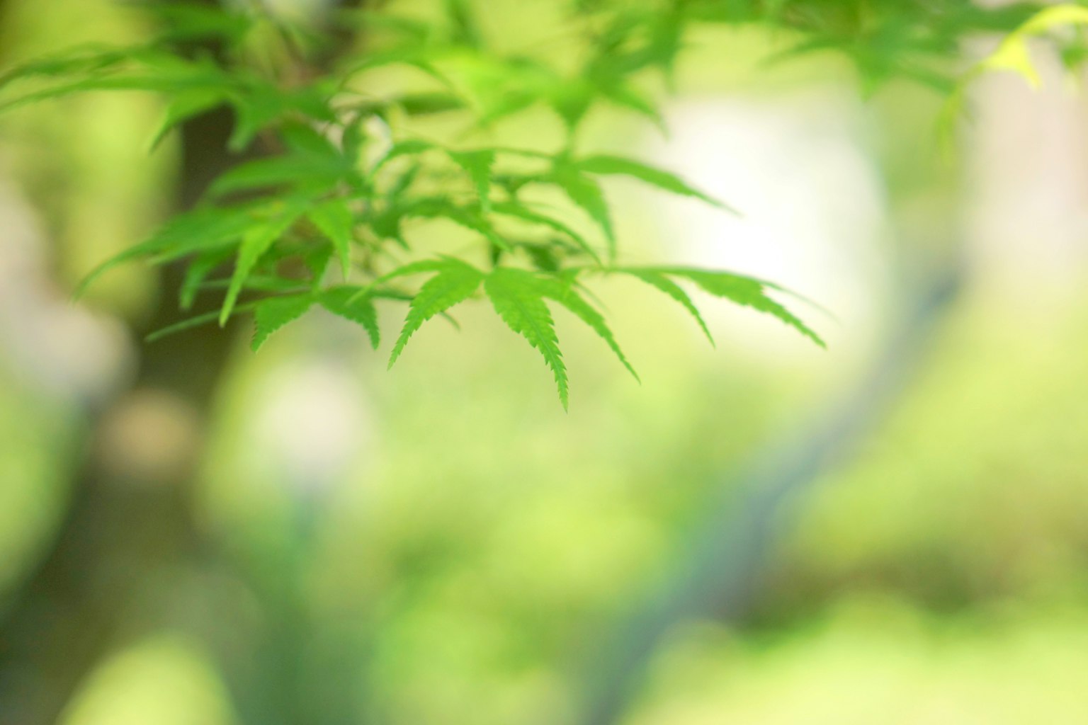 聚焦于绿色叶子的模糊背景图像