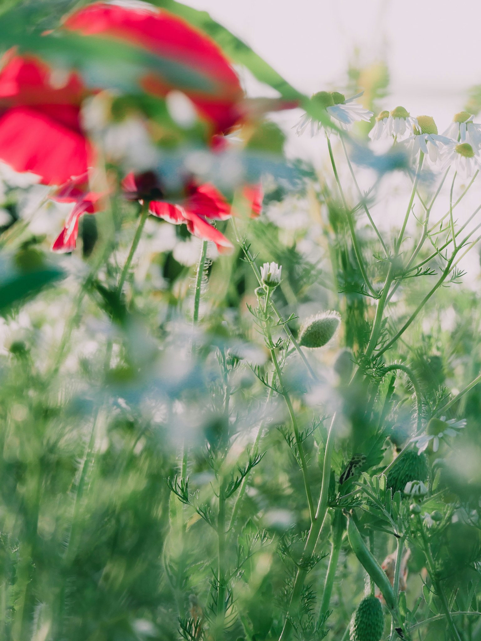 Blurred view of a red flower among green grass