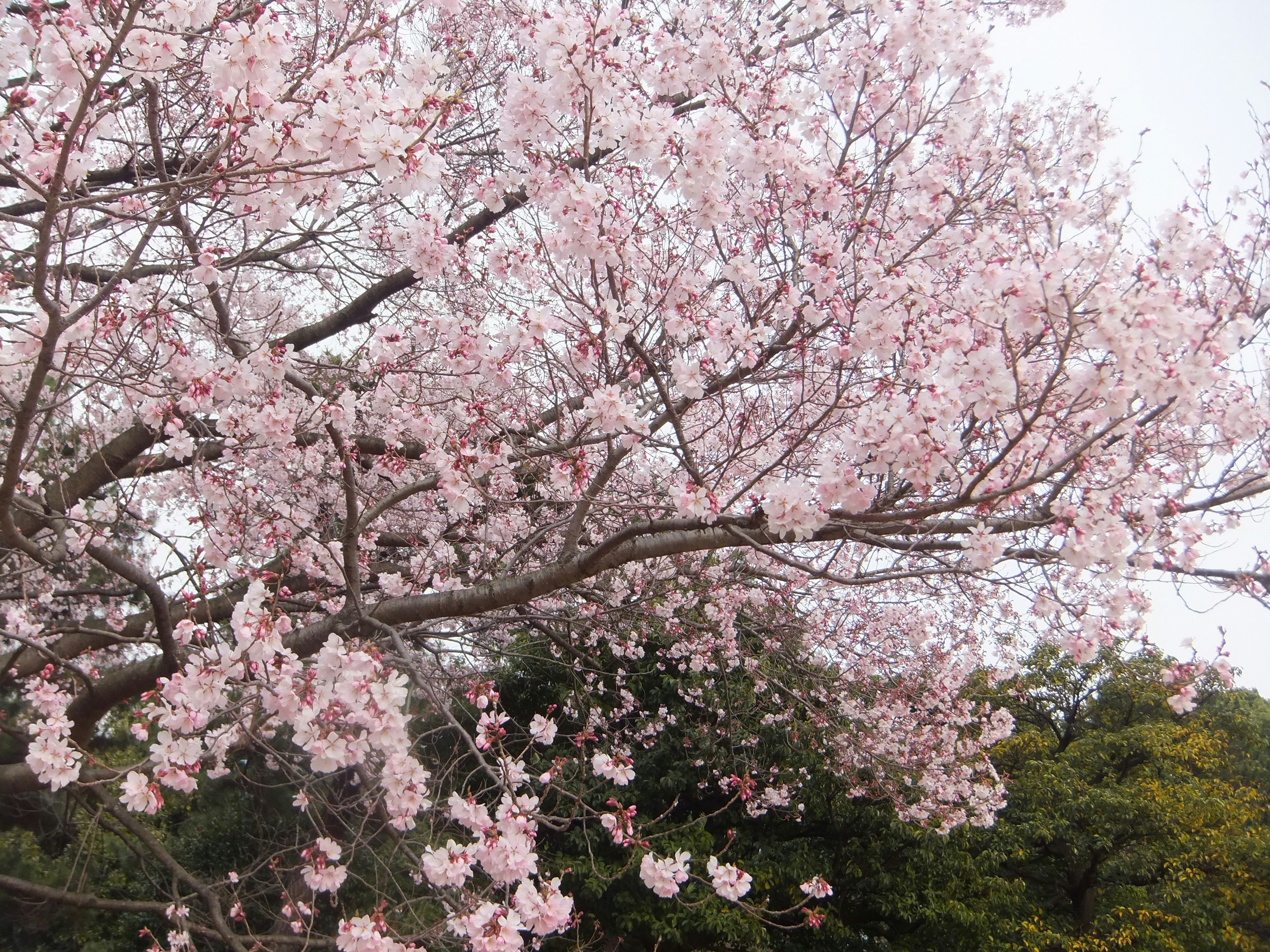 fleurs de cerisier en pleine floraison dans un jardin