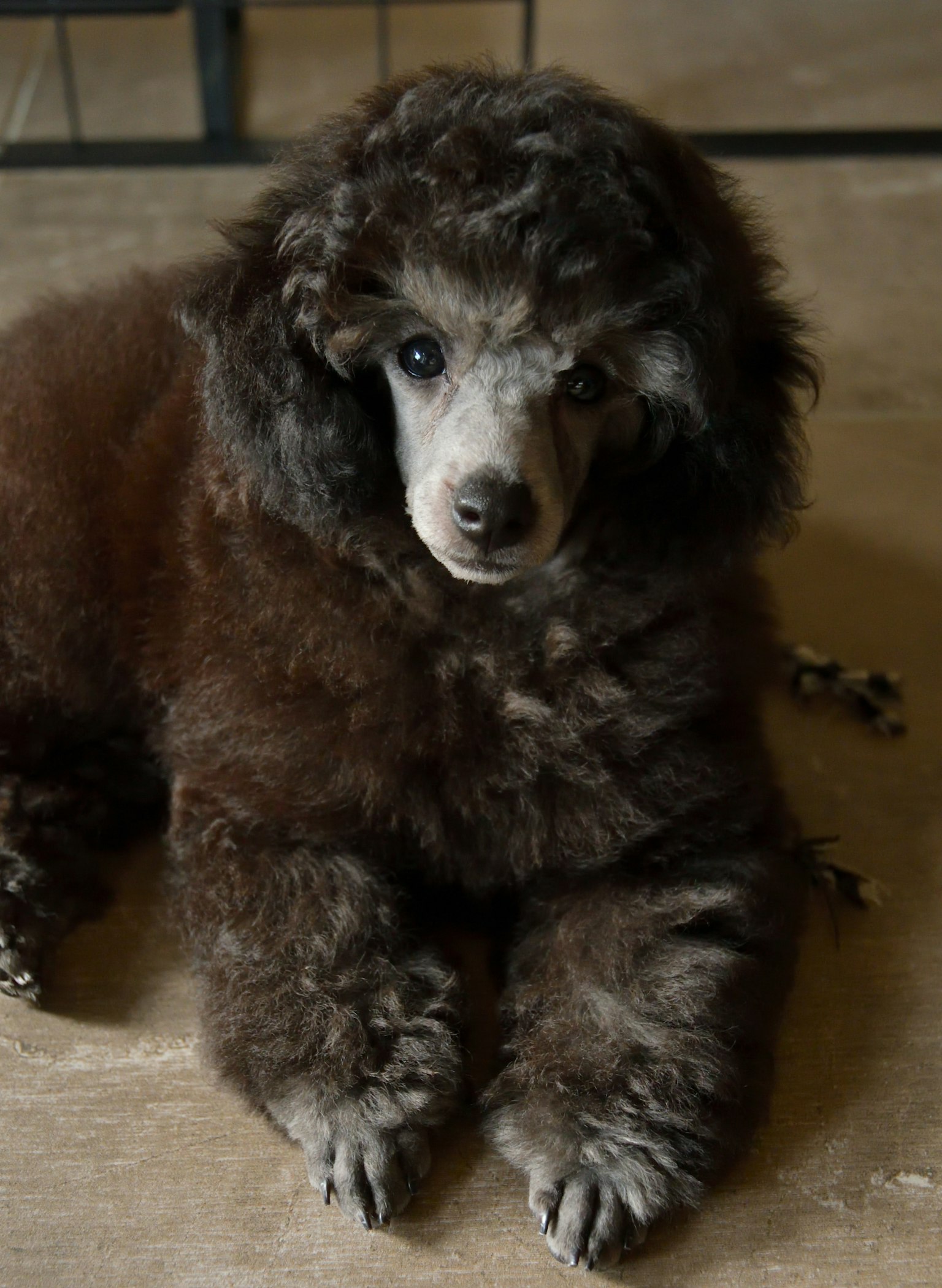 一隻棕色的貴賓犬坐著，毛髮蓬鬆