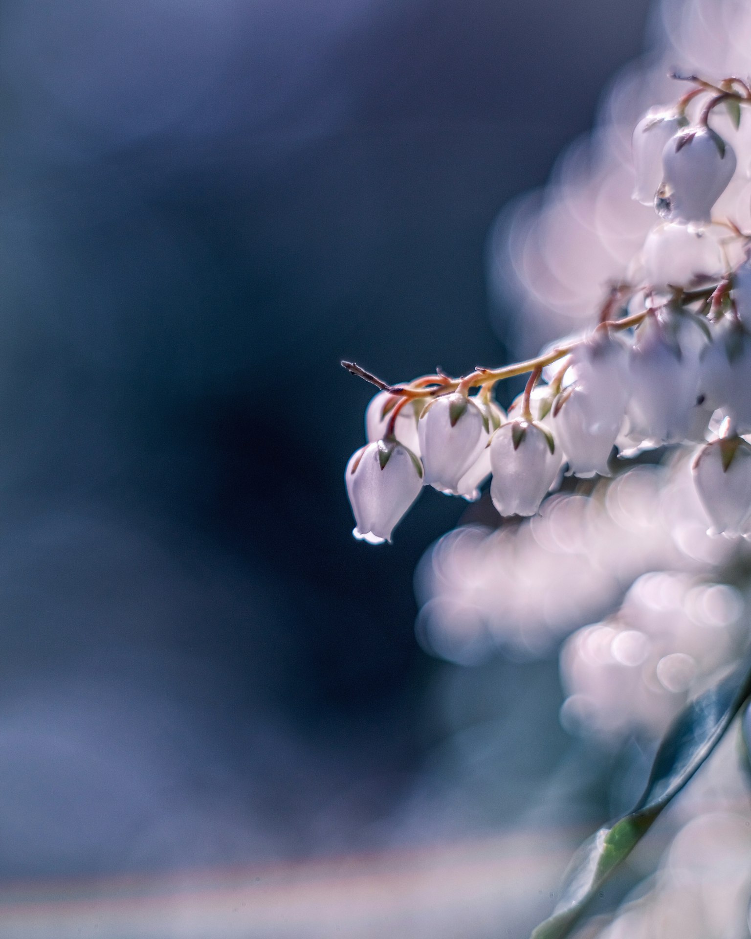 Flores blancas delicadas contra un fondo azul suave