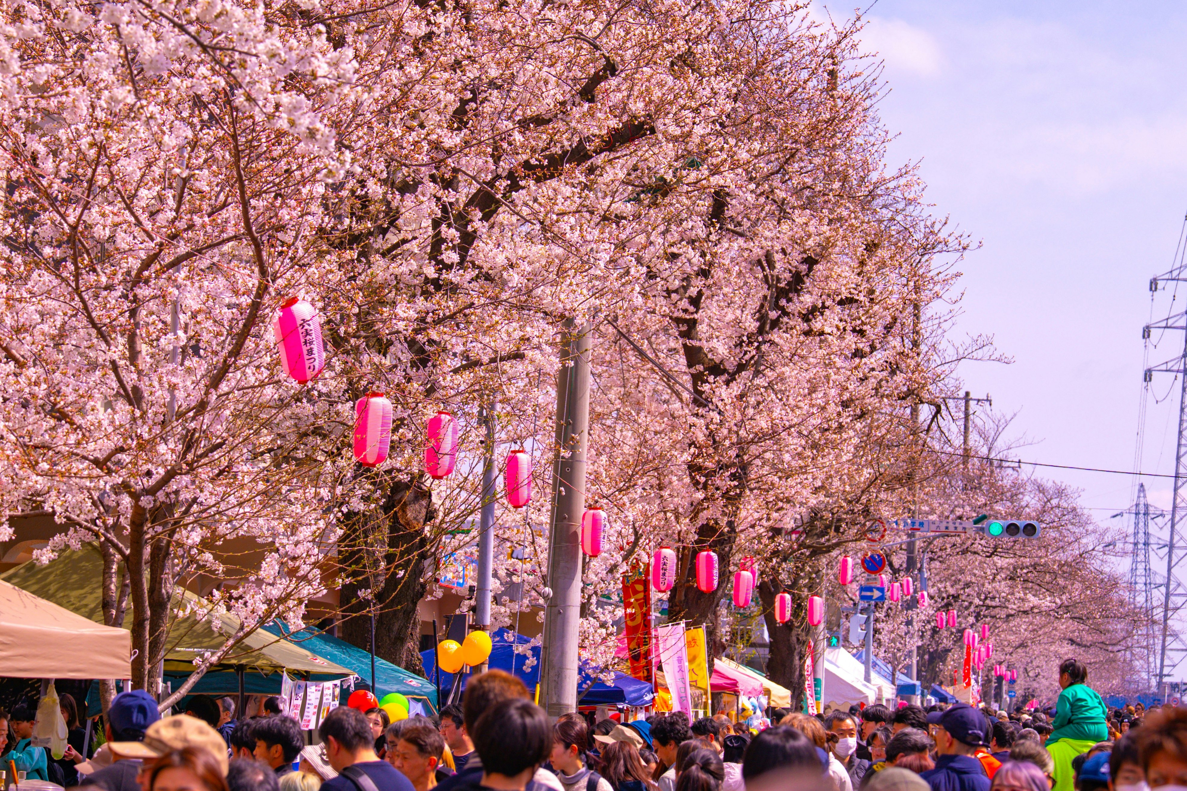 桜まつりの屋台と提灯が並ぶ桜並木の人混み