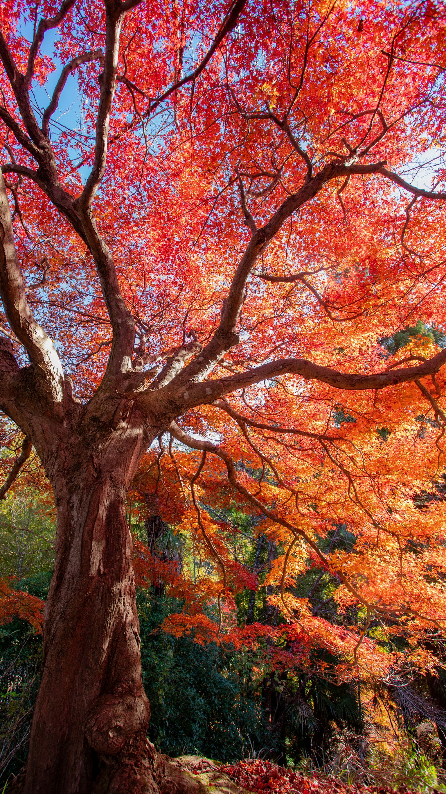 鮮やかな赤い葉を持つ大きな木の枝が広がる秋の風景