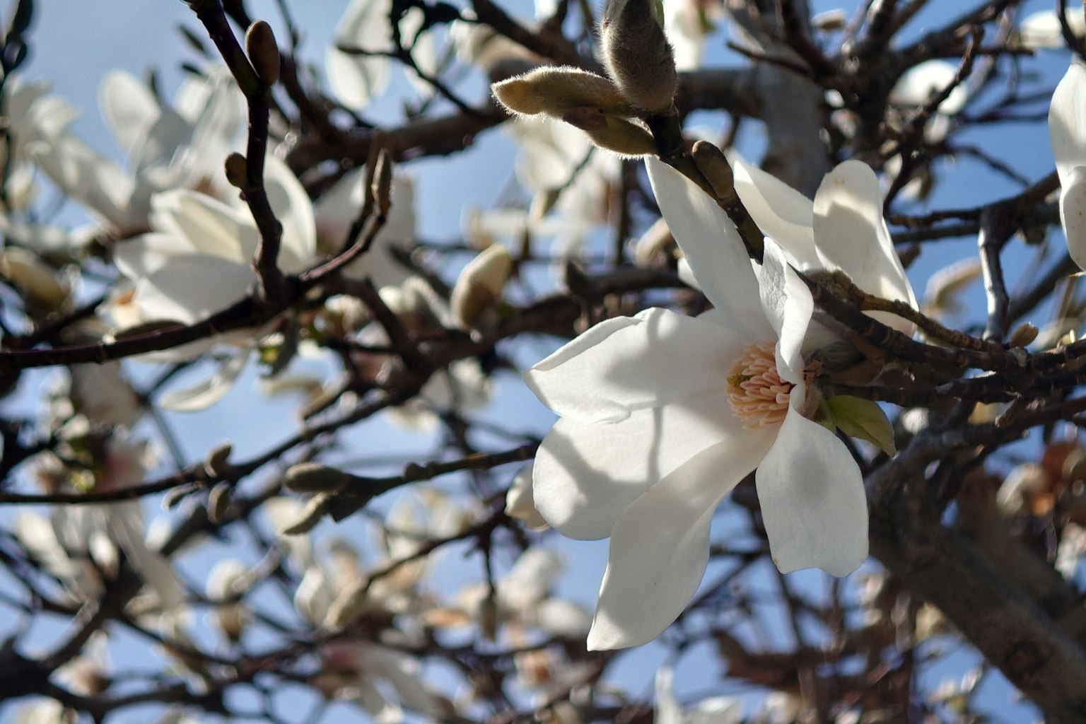 Una bella scena di fiori bianchi sui rami contro un cielo blu
