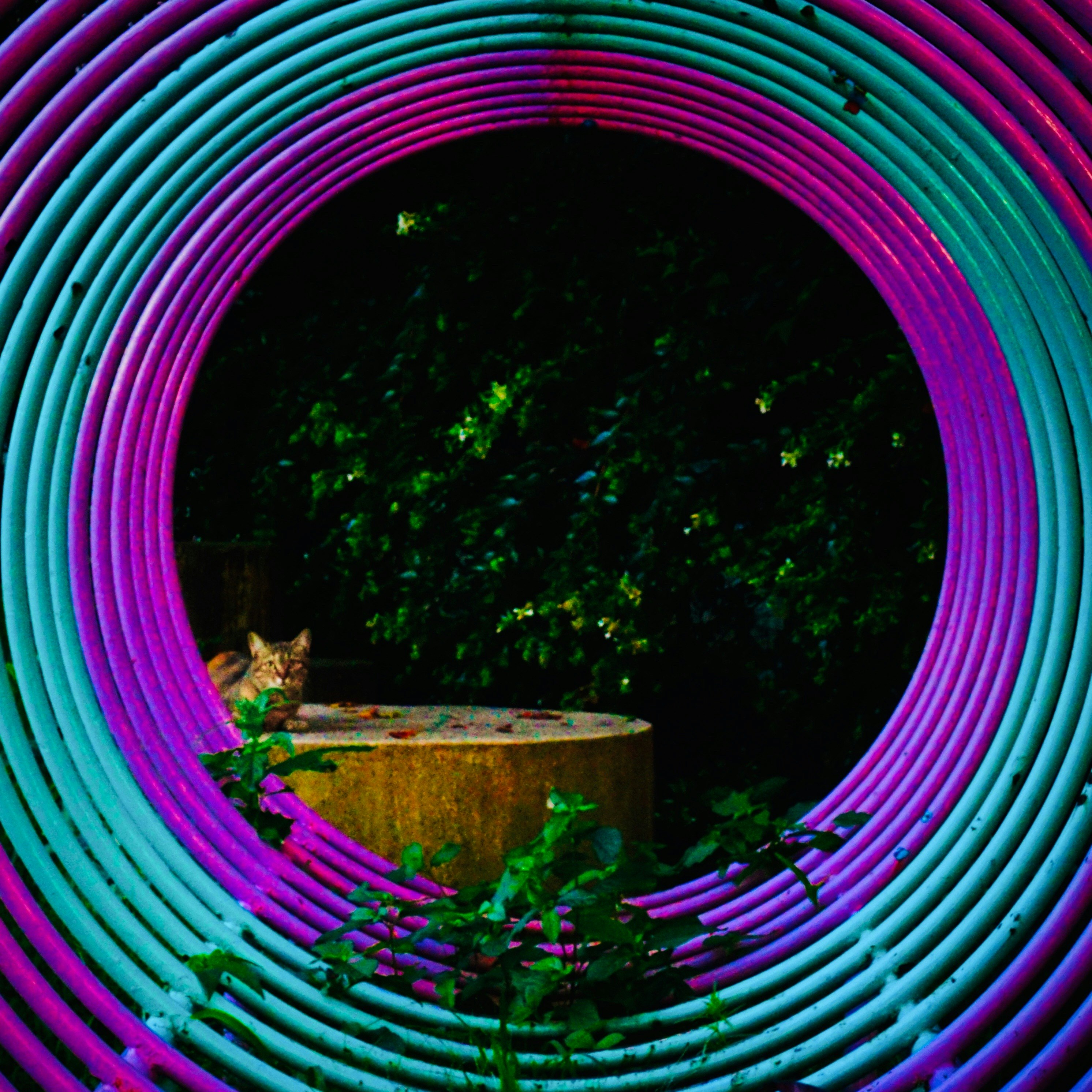 Un chat dans un anneau lumineux coloré