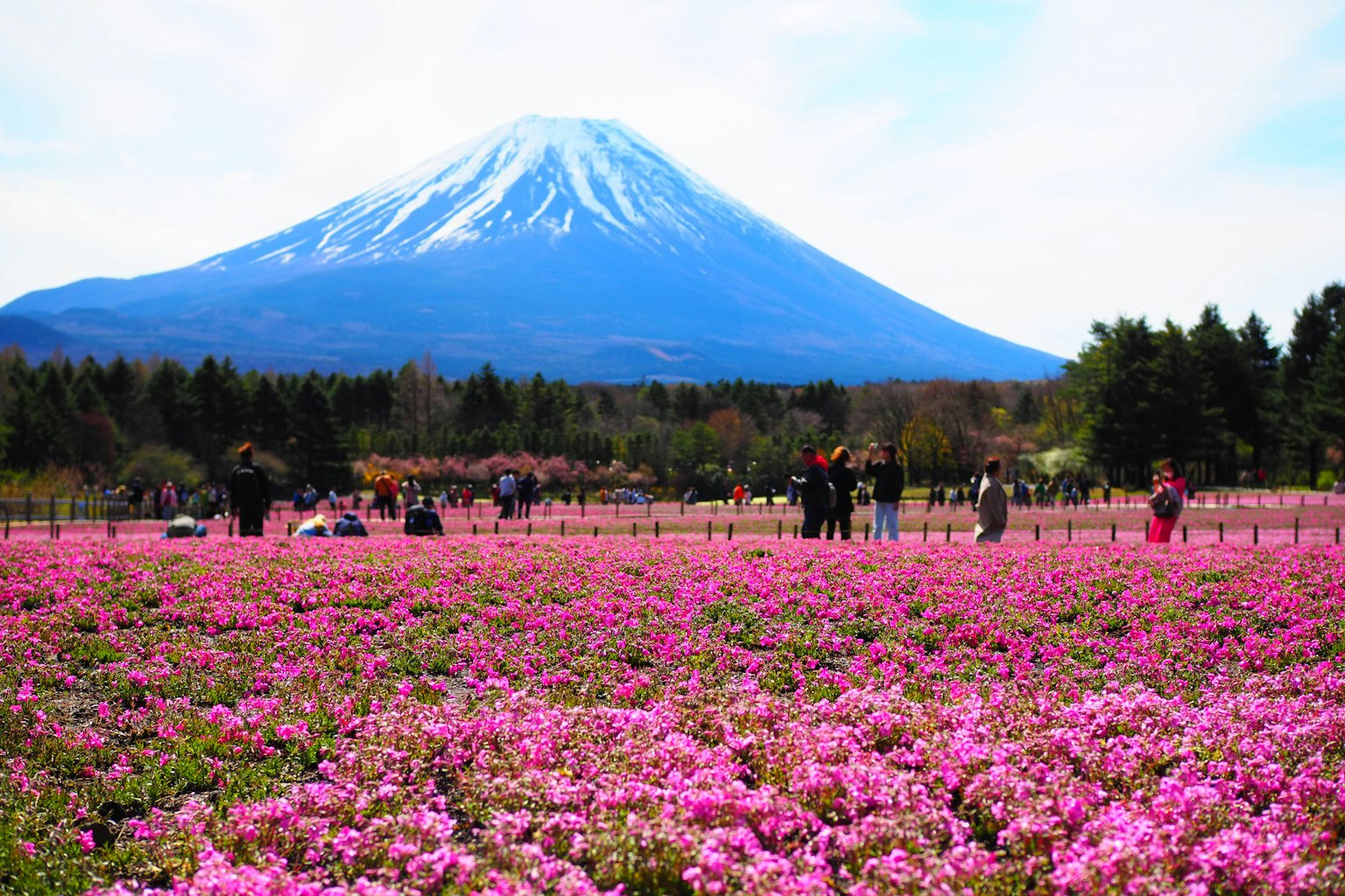 Campo de flores rosas con el monte Fuji de fondo y visitantes