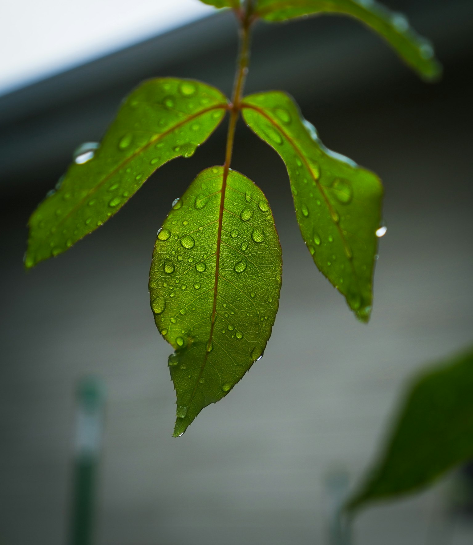 Close-up of green leaf with water droplets