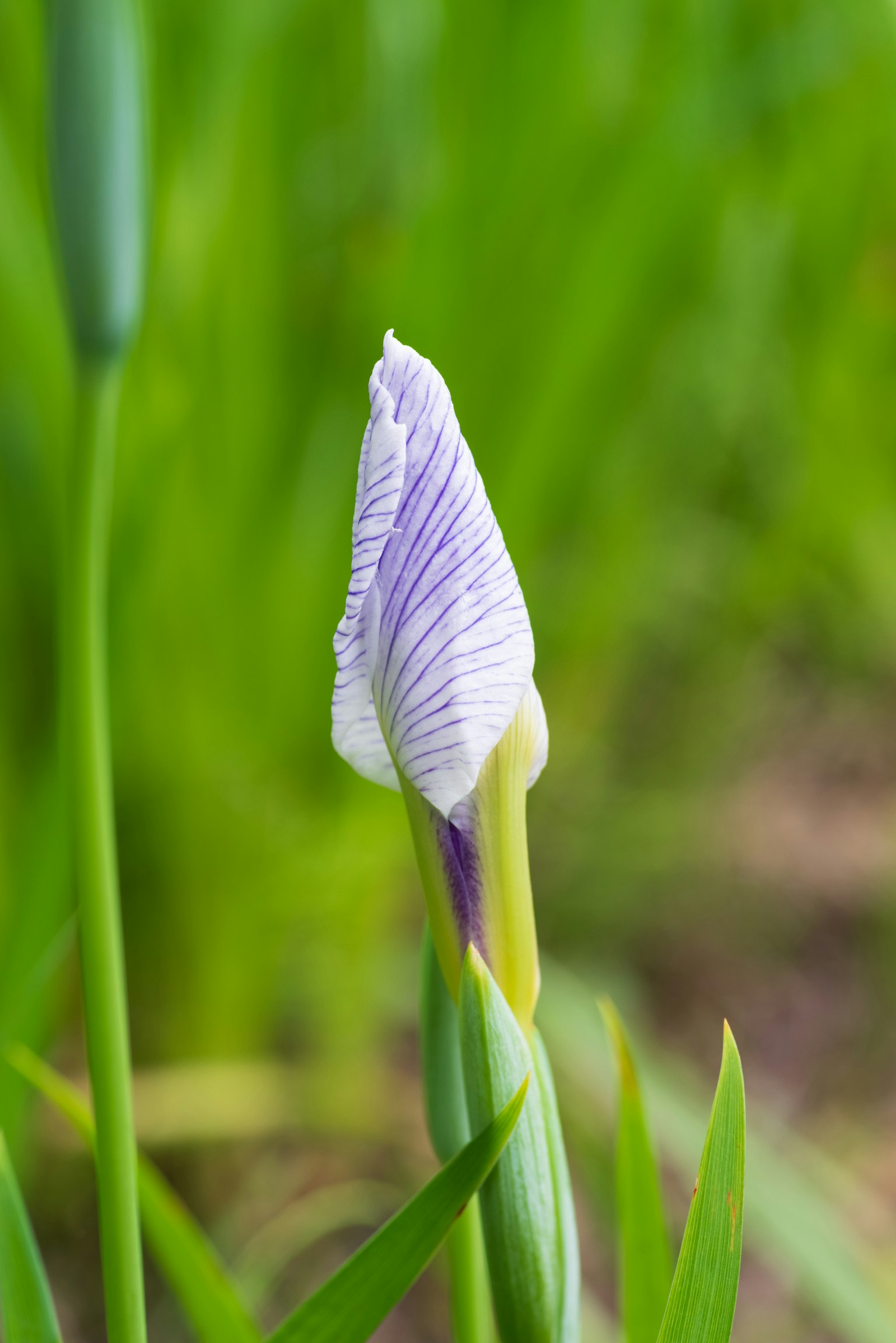 A purple flower bud standing among green grass