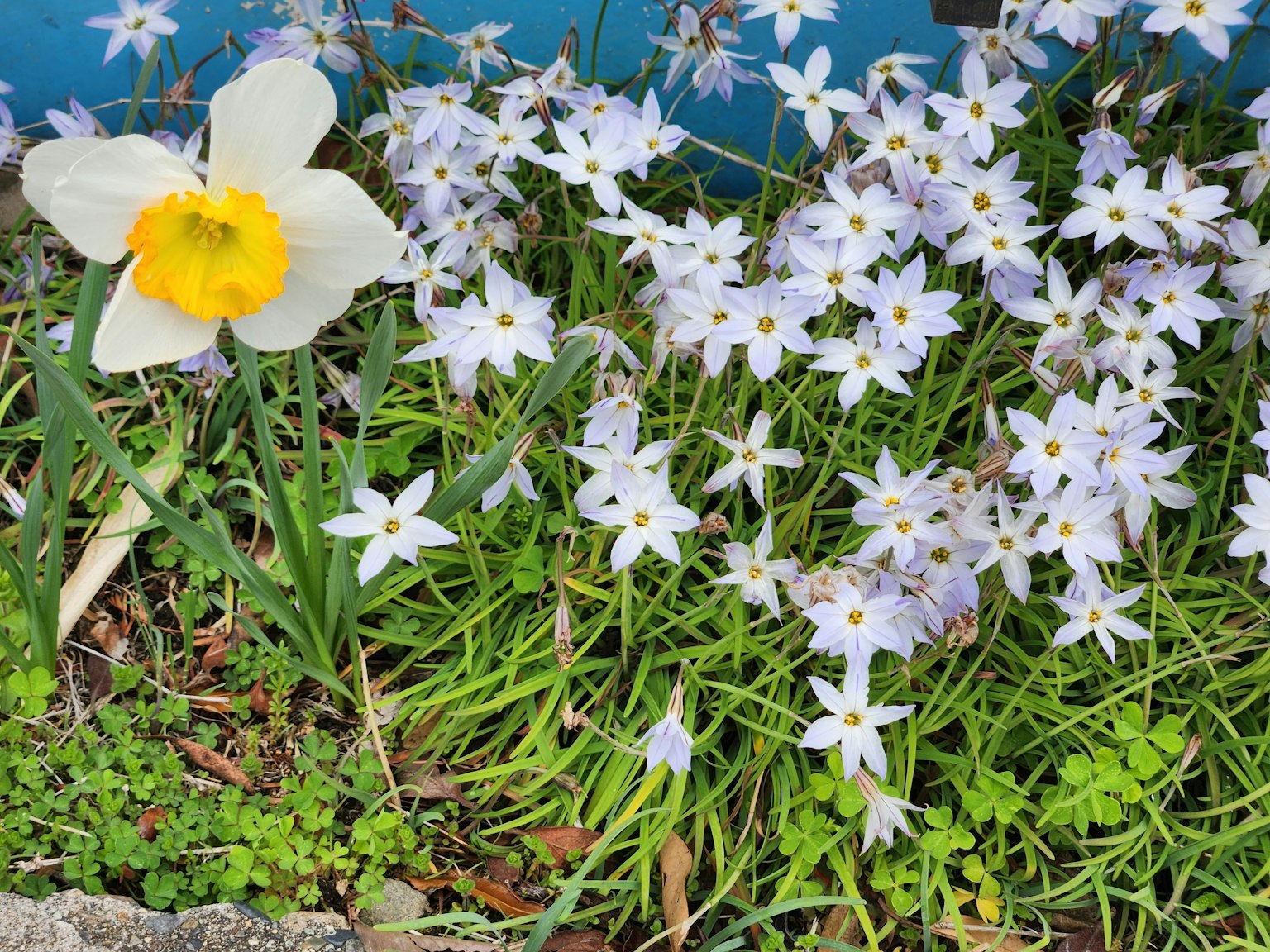 White daffodil and blue flowers in a green garden