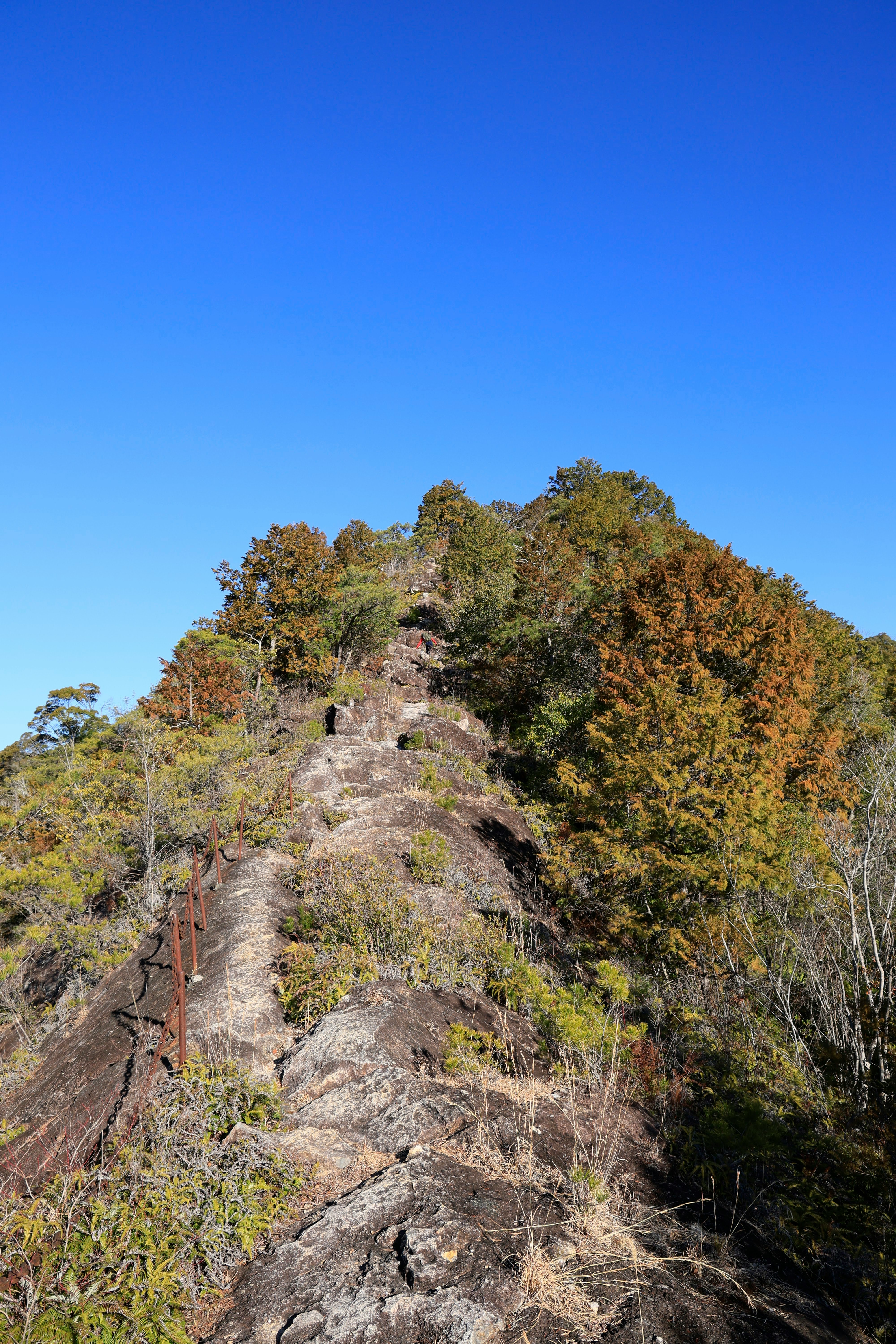 mountain forest landscape with a rocky trail