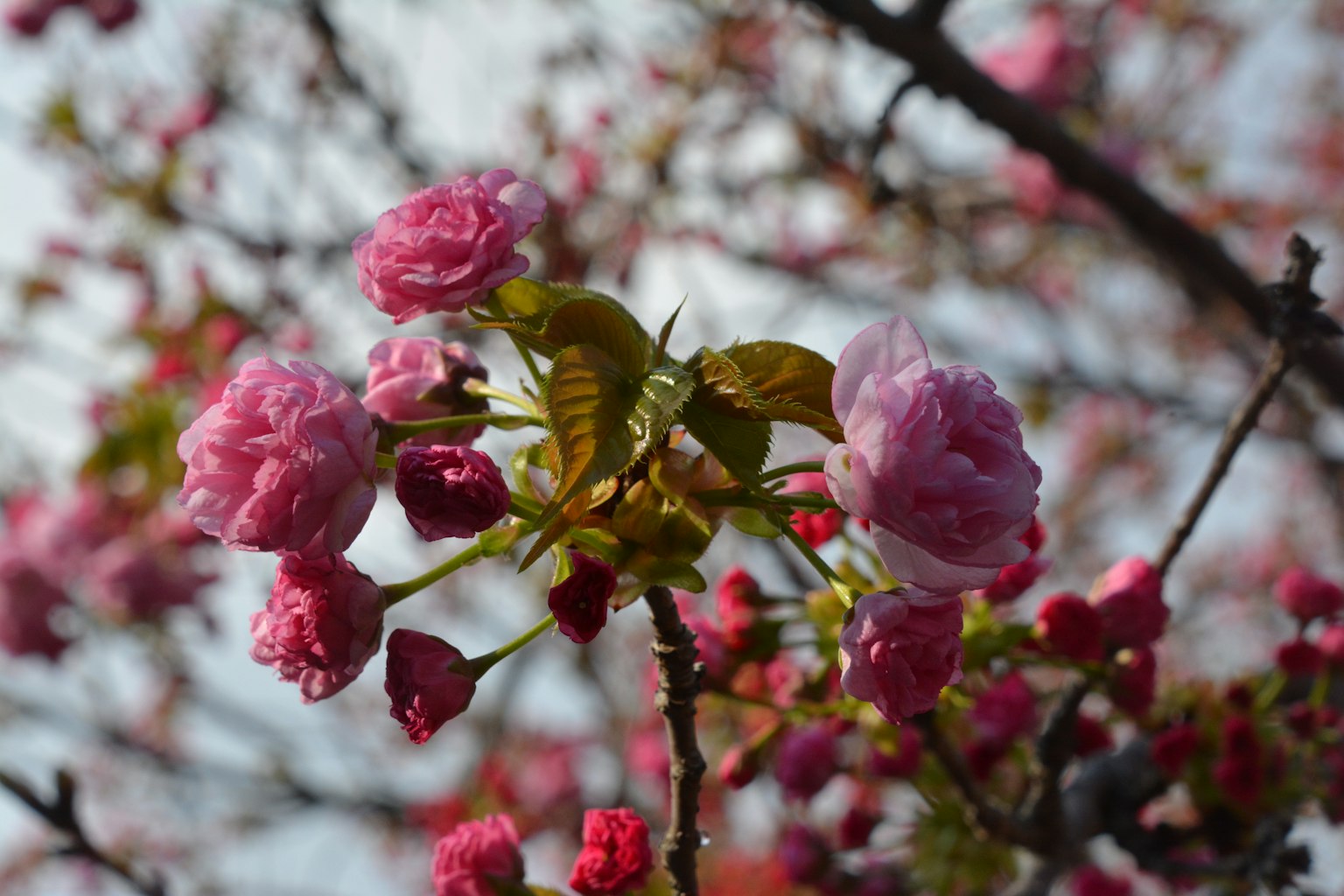 Close-up of cherry blossom branches featuring beautiful pink flowers and new leaves