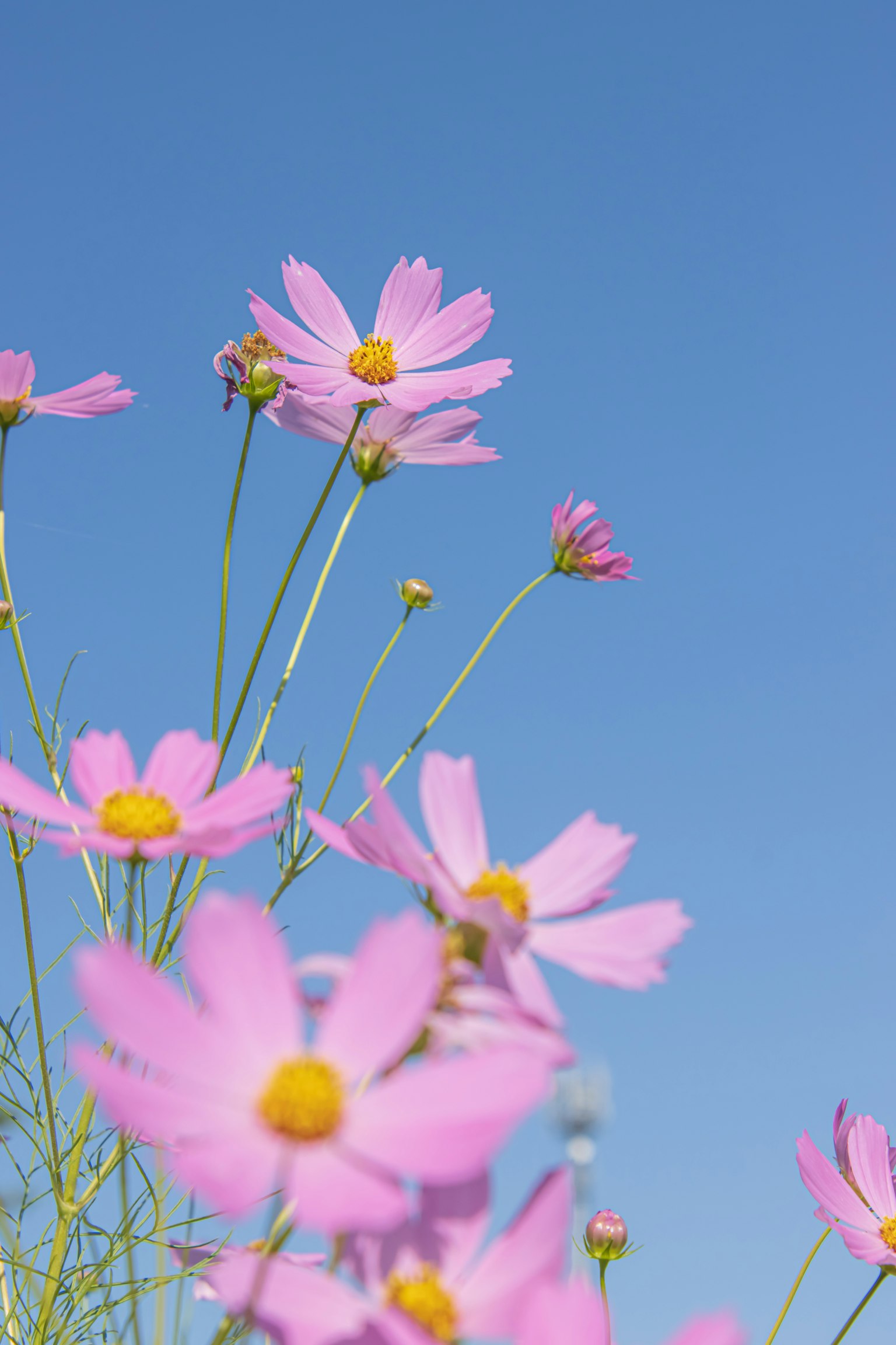 Hoa cosmos hồng nở dưới bầu trời xanh