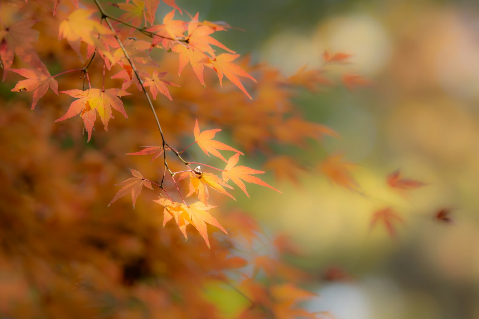 Lebendige orange Ahornblätter im Herbst mit unscharfem Hintergrund