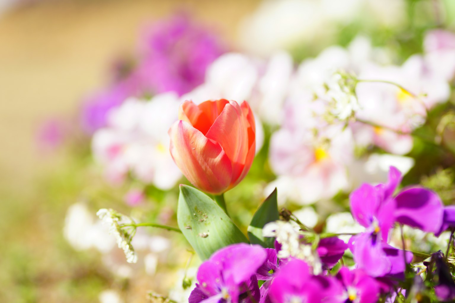 Un tulipano vivace circondato da fiori colorati in un giardino