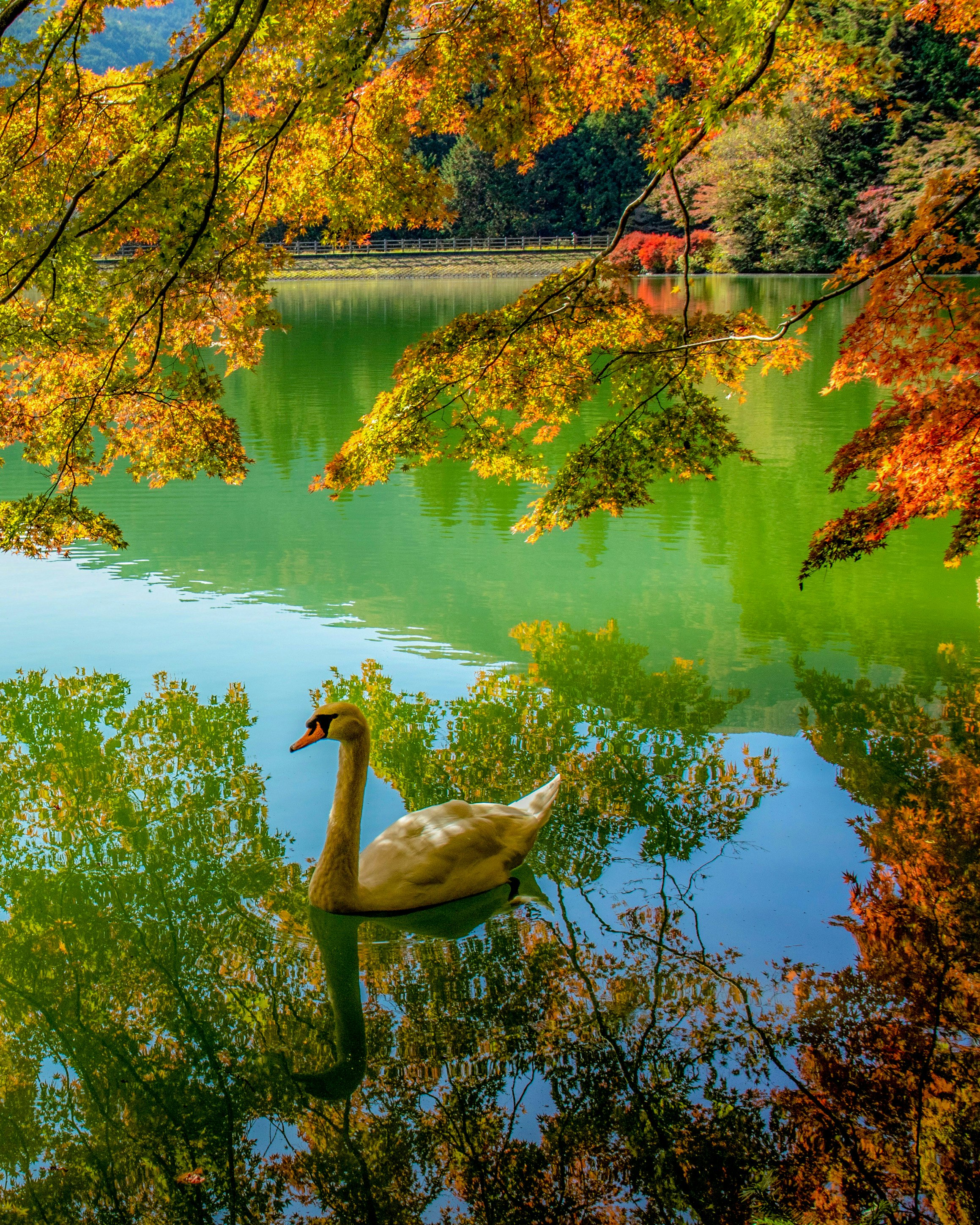 紅葉の湖畔で水面に浮かぶ白鳥
