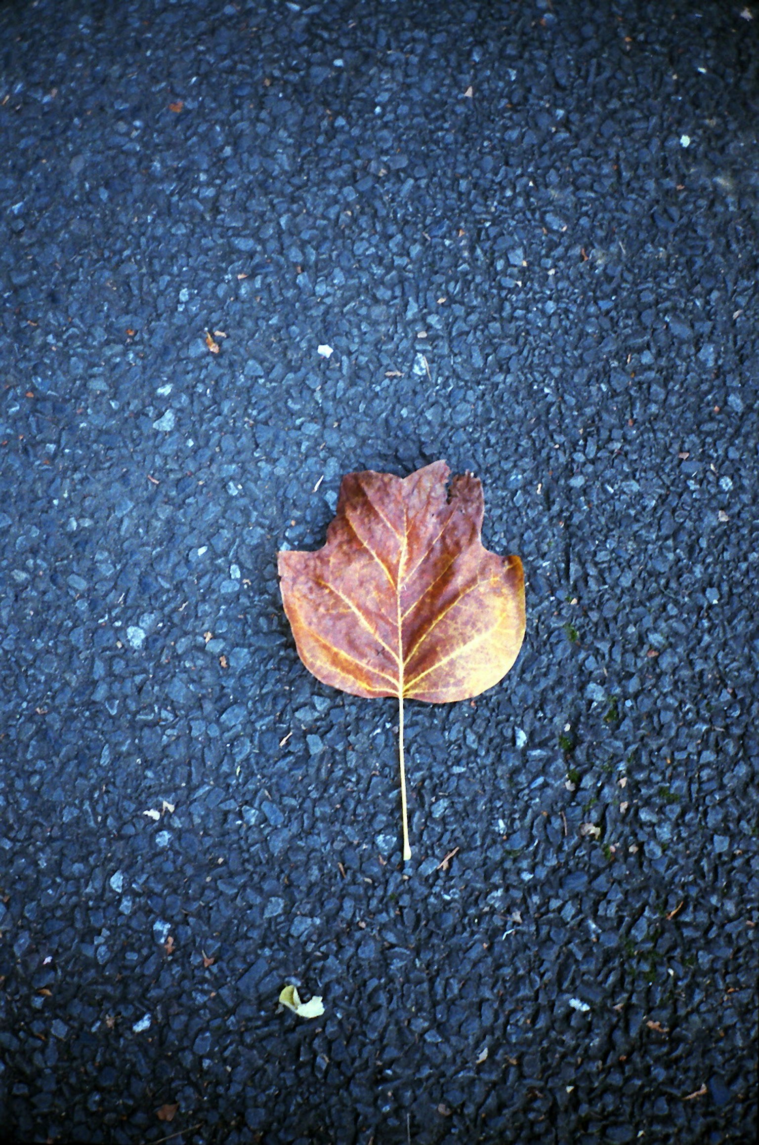 Feuille brune sur une surface pavée