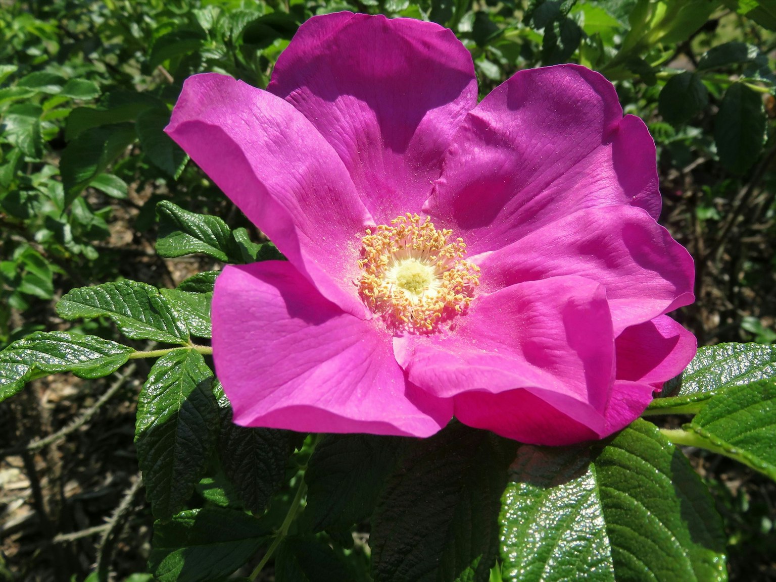 ดอกไม้สีชมพูสดใสเบ่งบานอยู่กลางใบสีเขียว