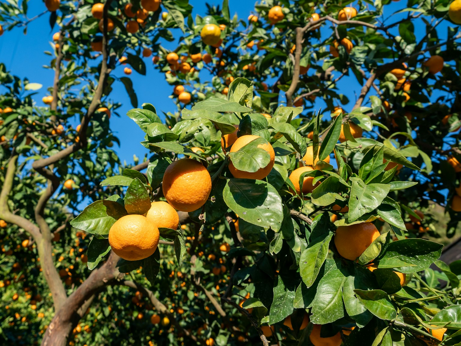 Oranger avec des fruits mûrs sous un ciel bleu clair