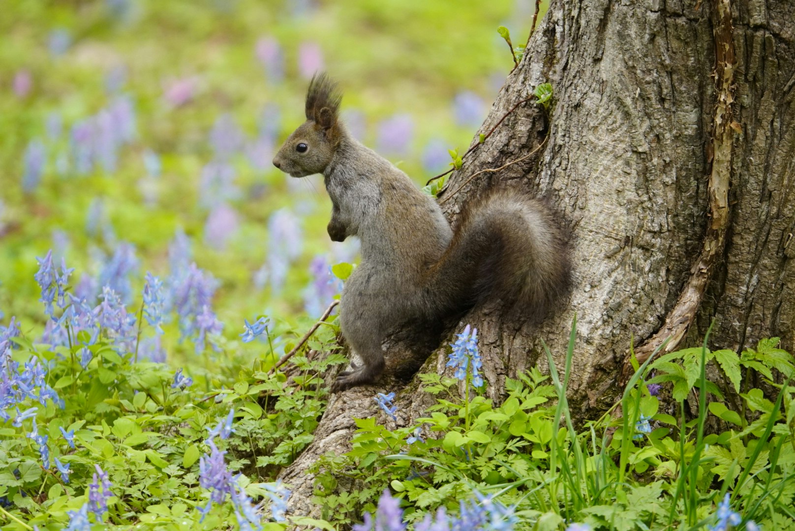 木の根元に座るリスと春の花畑