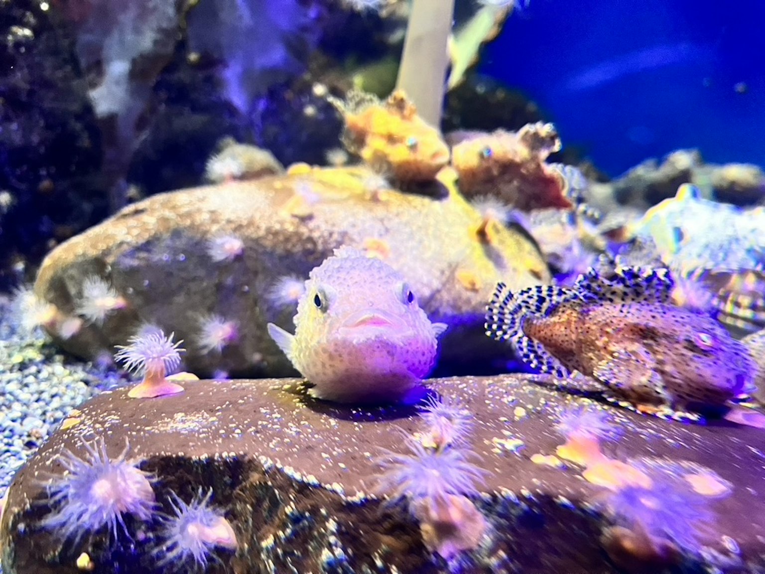Ein kleiner Fisch zwischen Steinen in einem Aquarium mit buntem Meeresleben