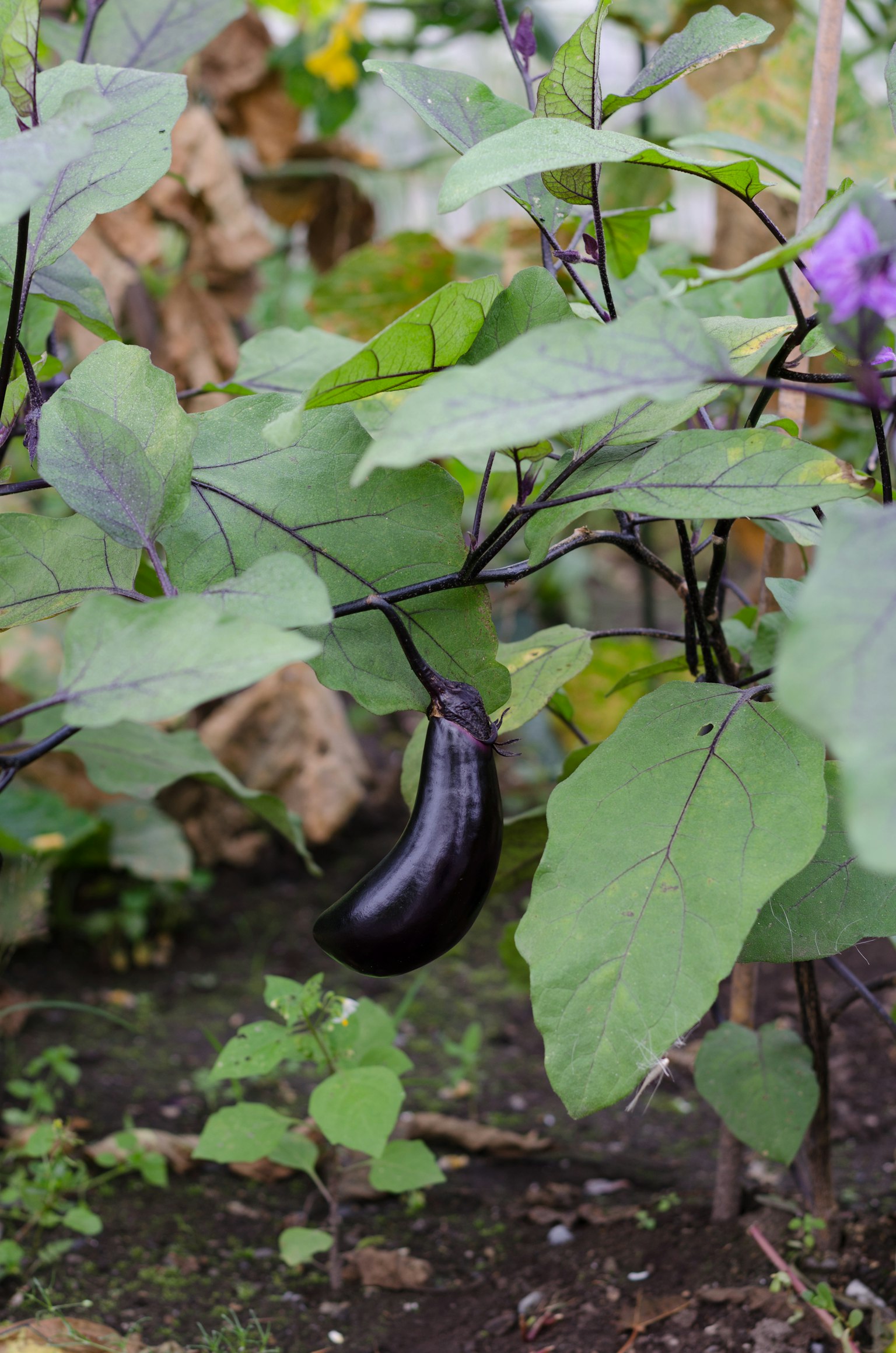 Una melanzana nera appesa tra le foglie verdi in un giardino