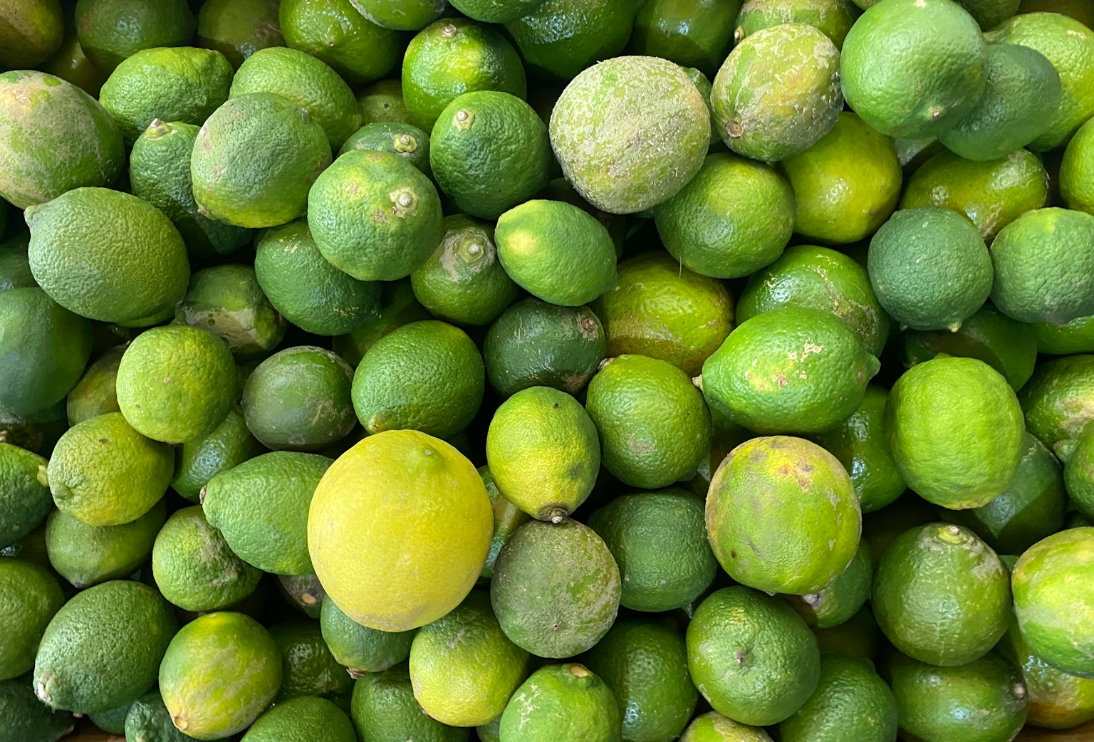 Una raccolta di lime e limoni freschi in varie sfumature di verde