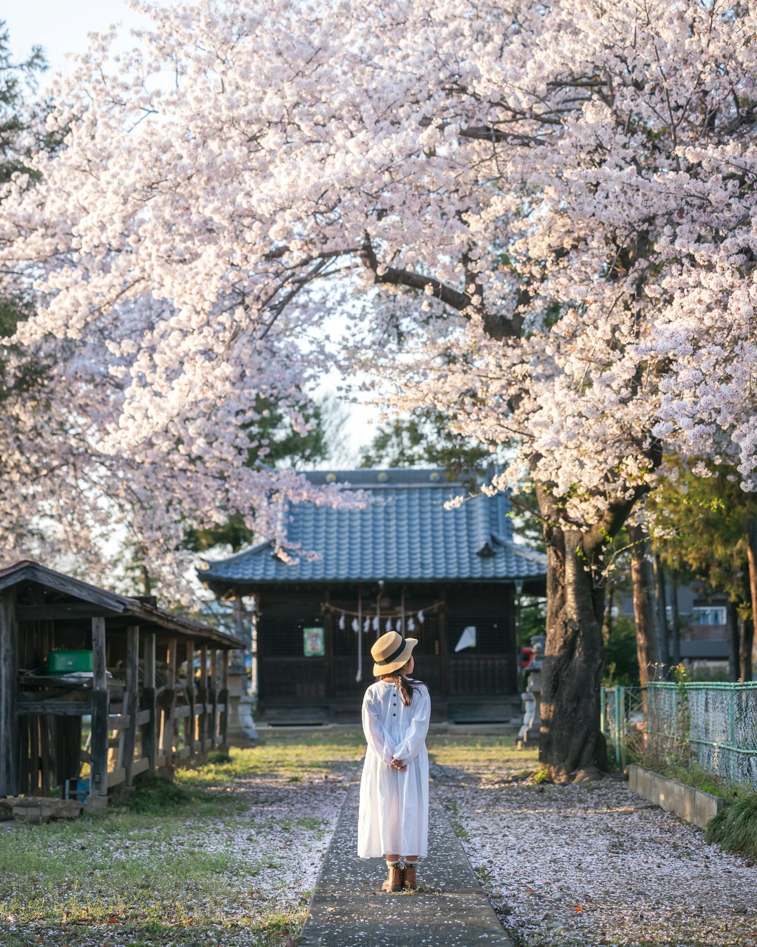 一位穿著白色裙子和帽子的女性在盛開的櫻花樹下散步