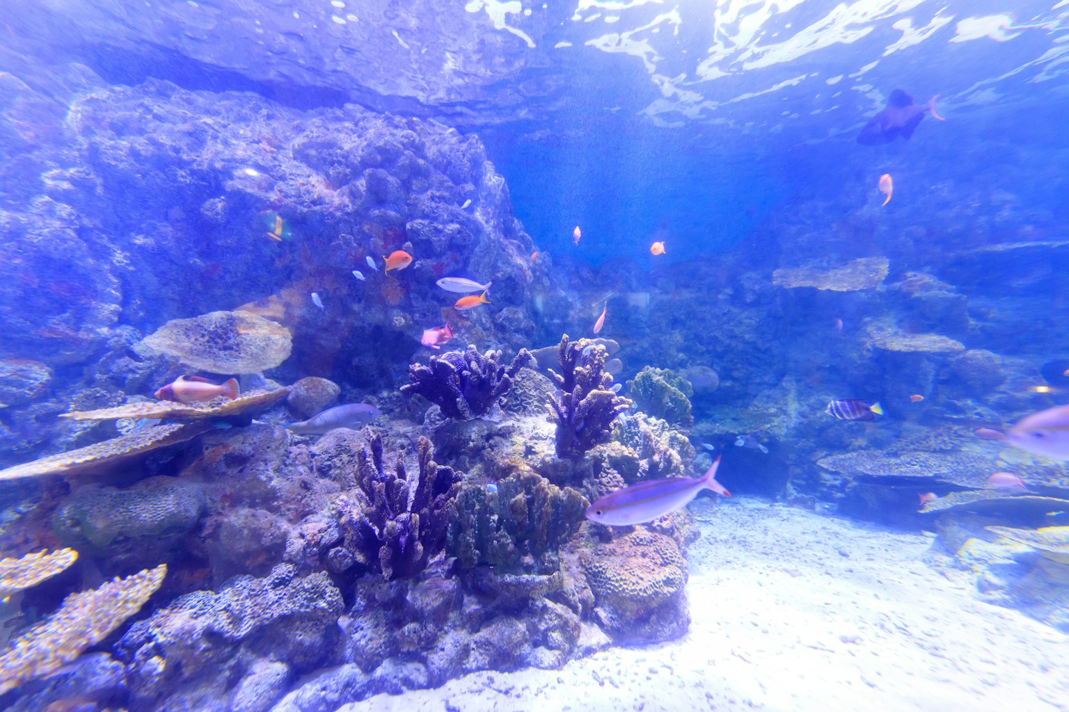 Unterwasserszene mit bunten Fischen und Korallen im blauen Wasser